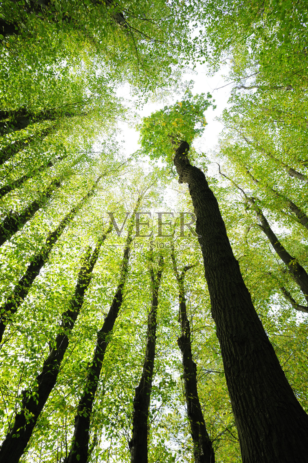 周围是橡树和酸橙树，低角度拍摄照片摄影图片