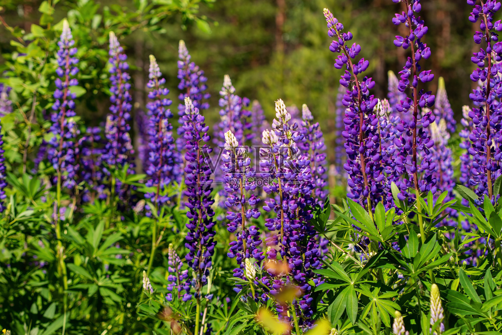 五颜六色的蓝色和紫色鲜艳的充满活力的羽扇豆野花在散景模糊的背景照片摄影图片