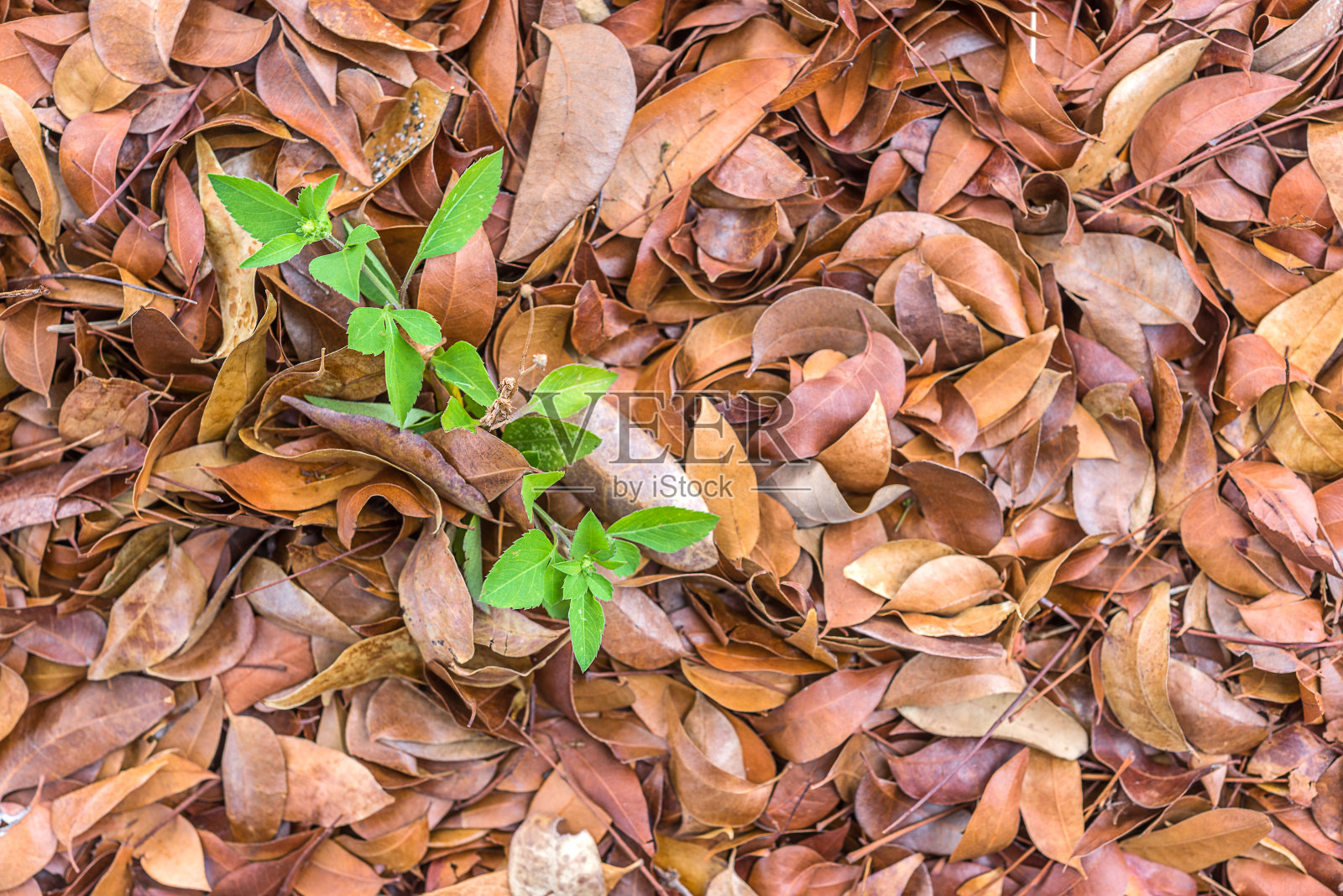 希望离开照片摄影图片