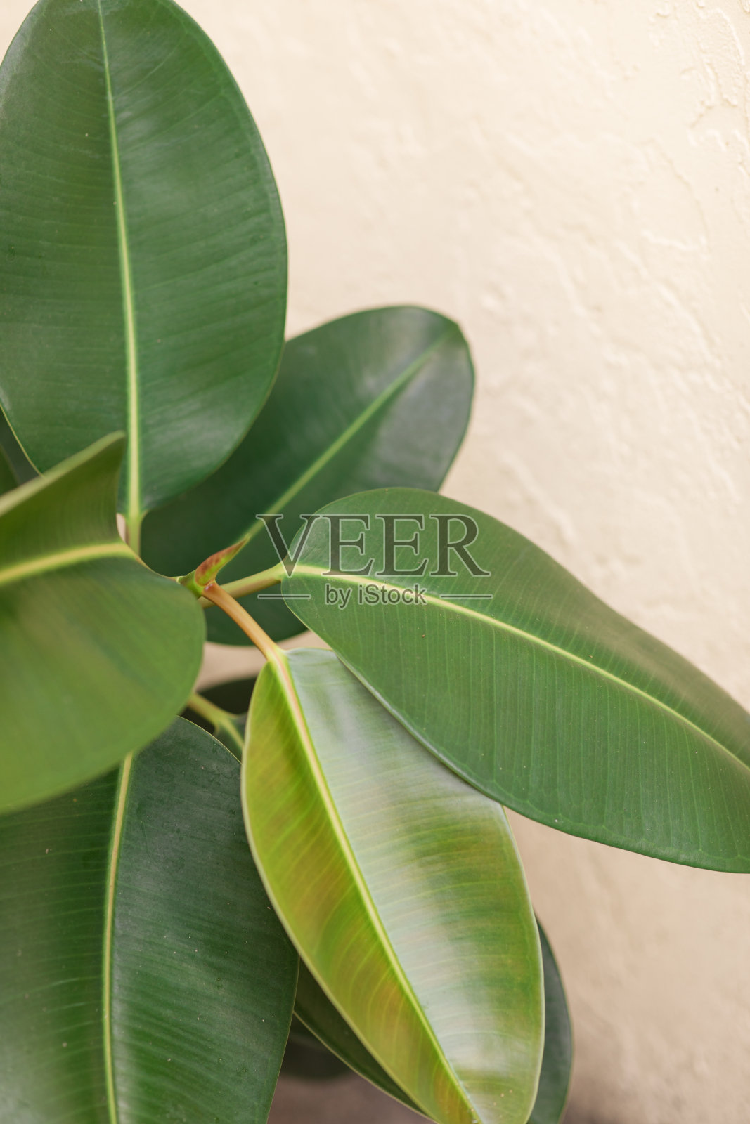 生长在南佛罗里达户外的绿色榕树橡胶植物照片摄影图片