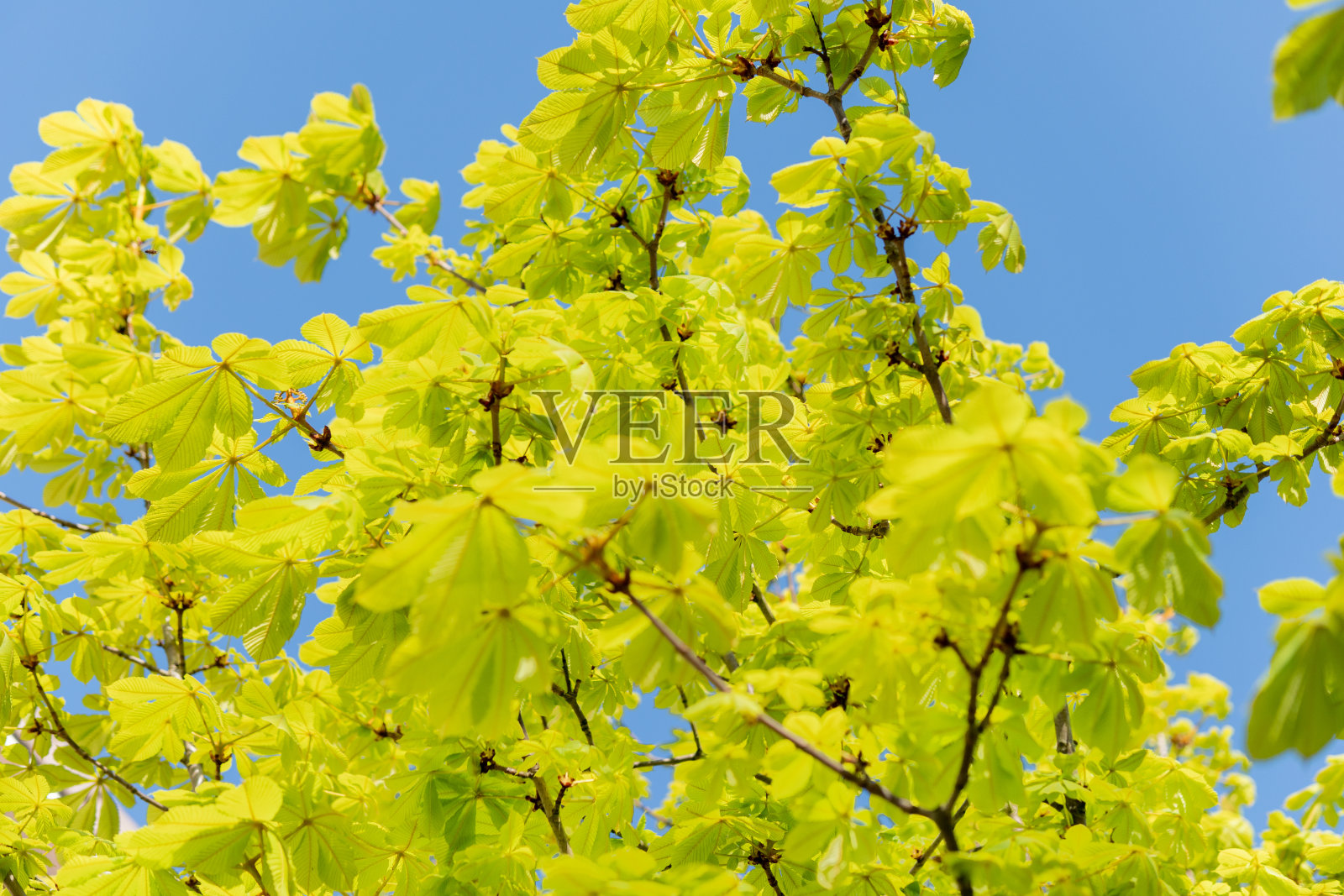 春天栗树绽放的叶子映衬着蓝天照片摄影图片