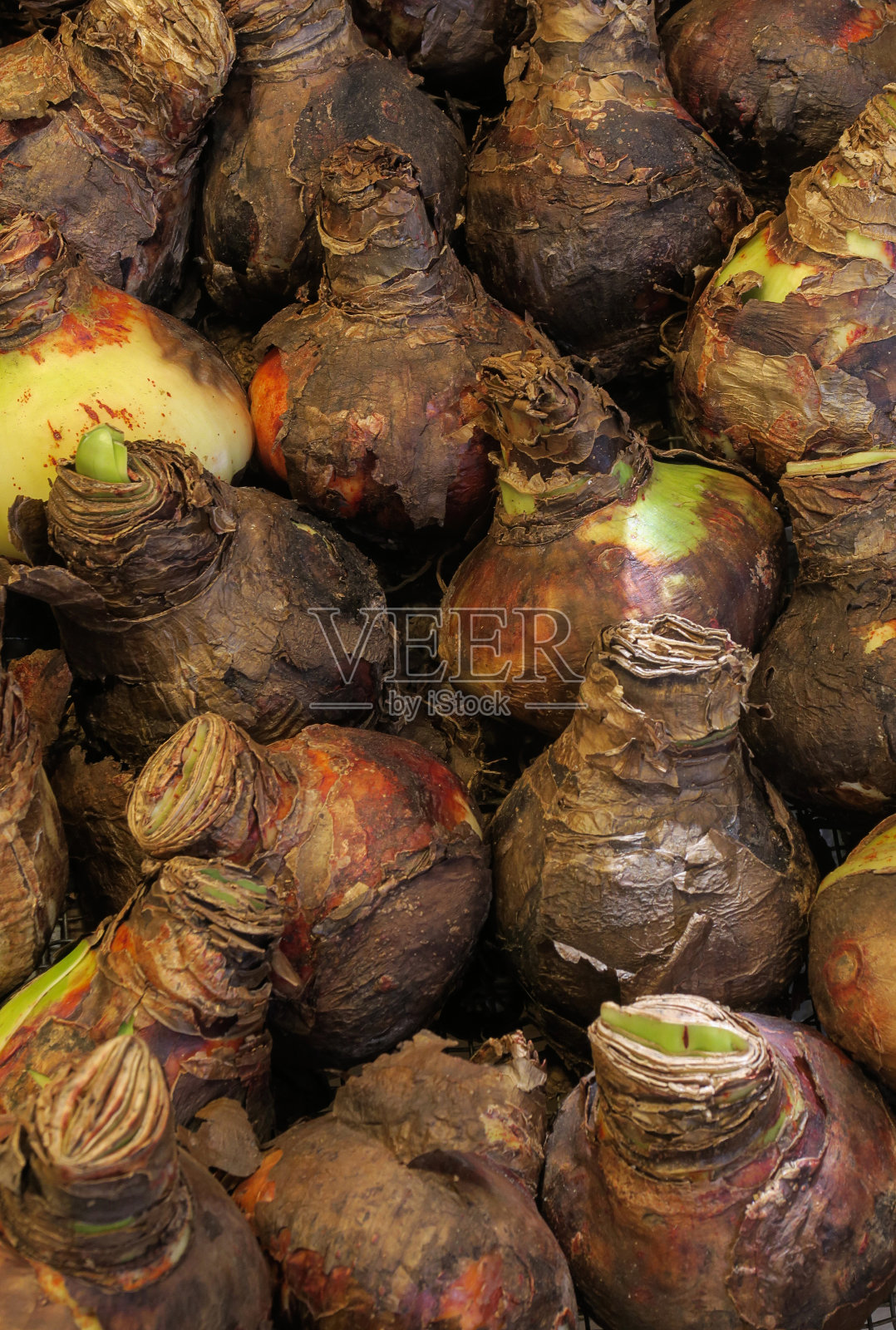 Amaryllis球茎出售照片摄影图片