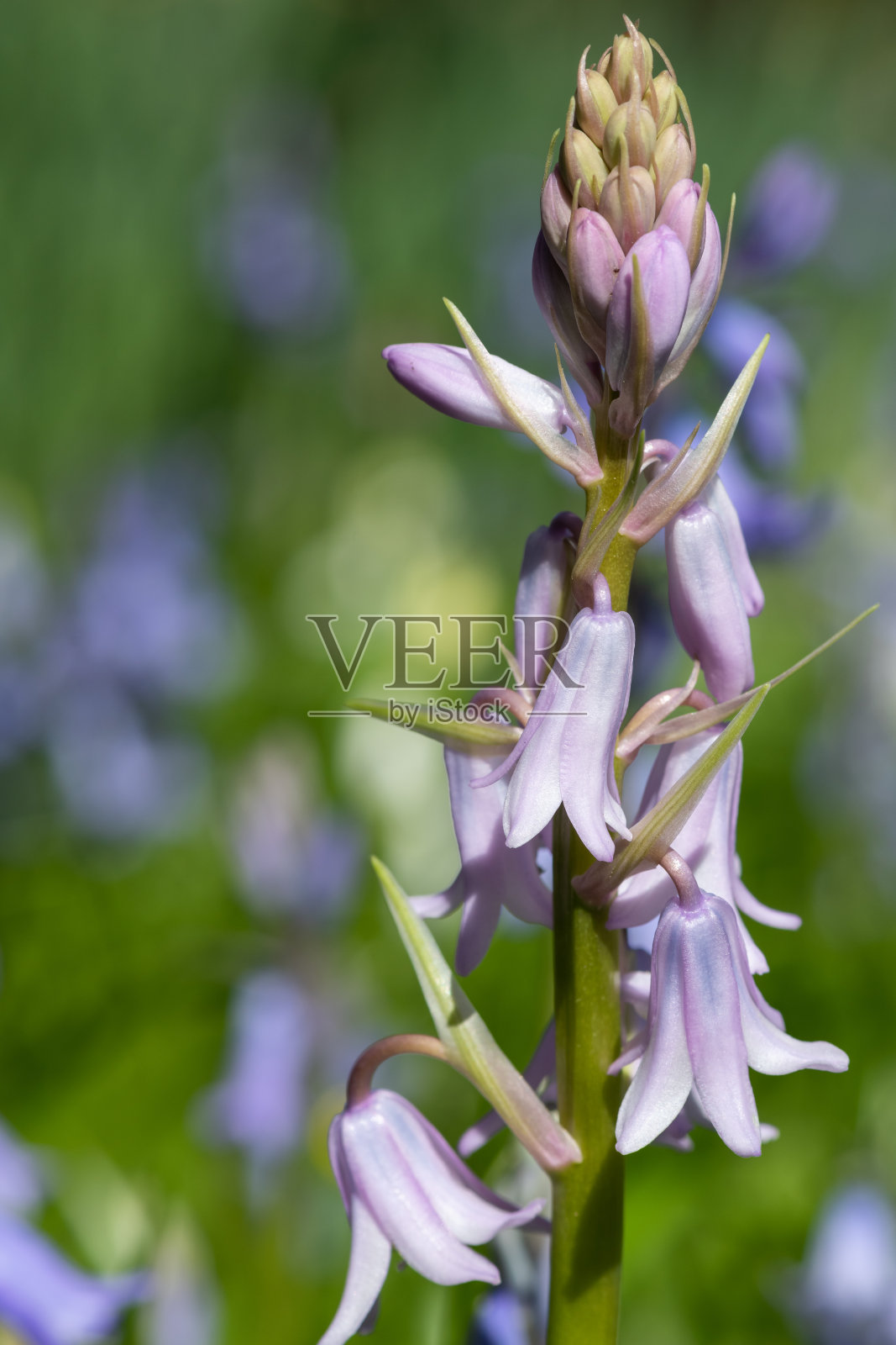 西班牙风信子的花照片摄影图片