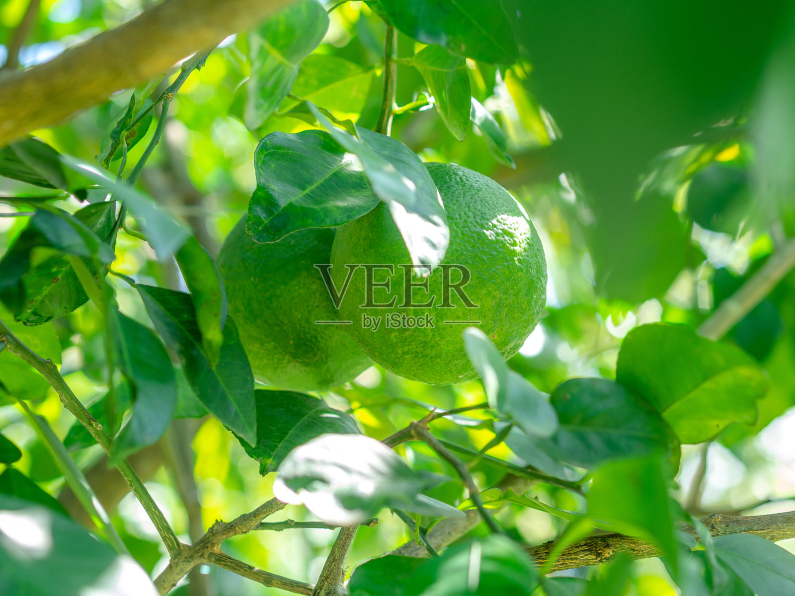 酸橙绿照片摄影图片