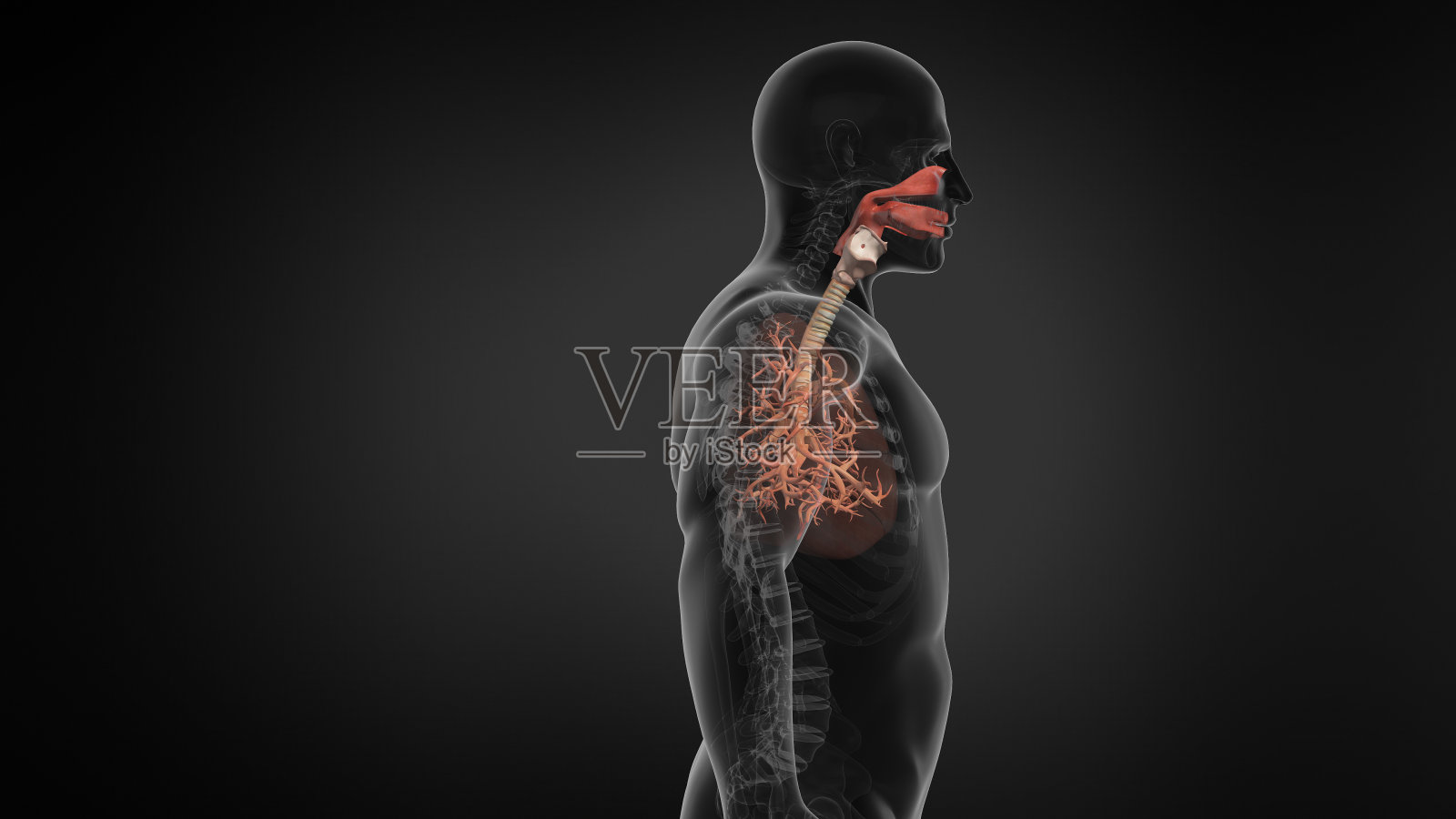 带气管的人体肺呼吸系统。照片摄影图片