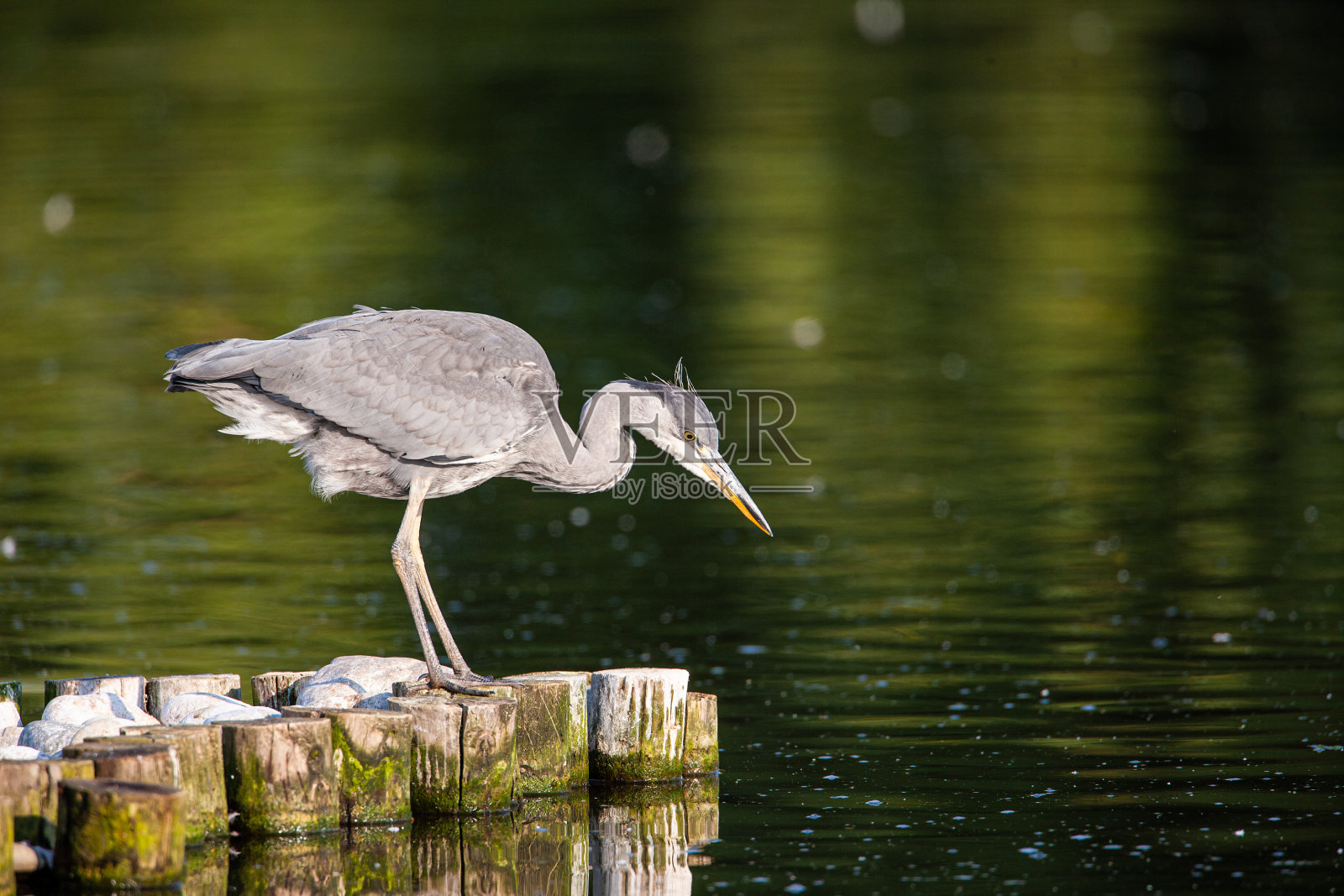 成年灰鹭在伦敦一个池塘边猎食照片摄影图片