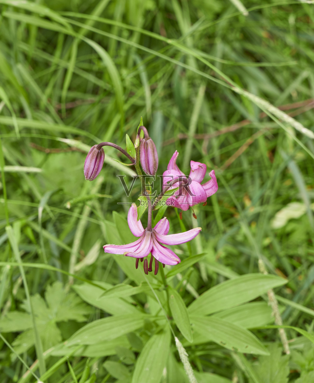 花照片摄影图片