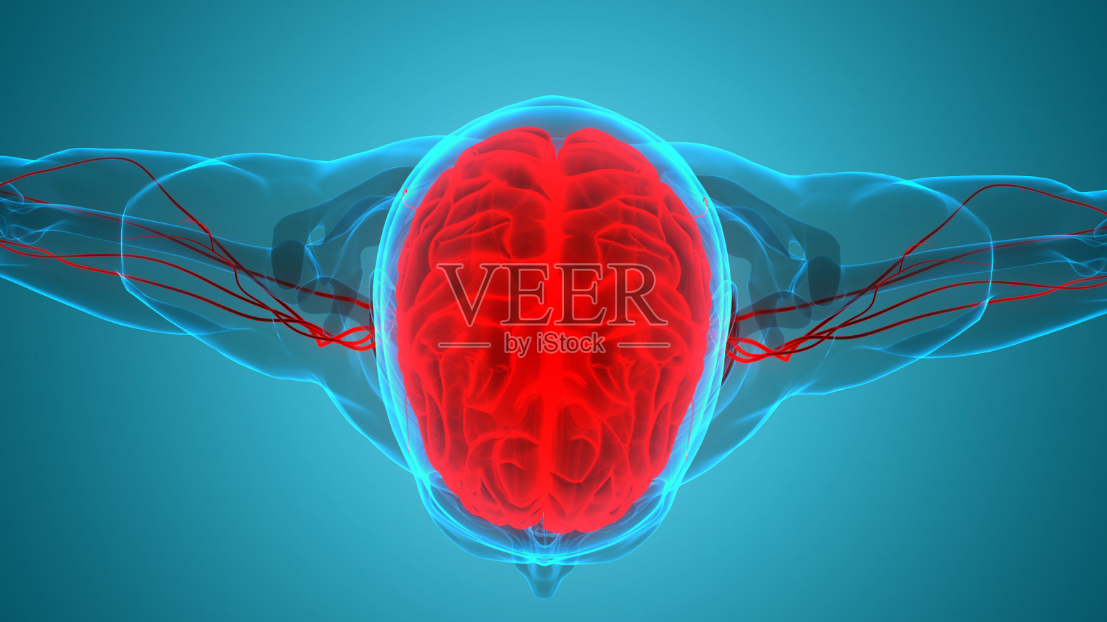 人体神经系统大脑解剖学中心器官照片摄影图片