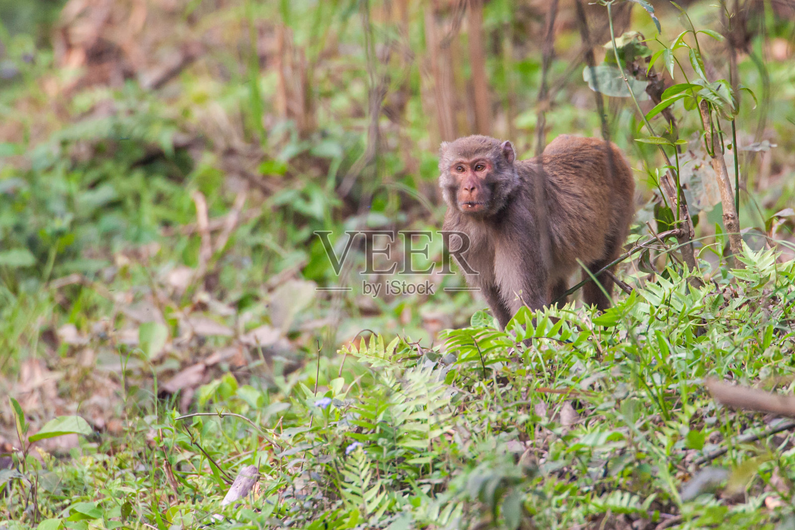 印度卡兹兰加国家公园，一只年轻的阿萨姆猕猴在丛林里玩耍照片摄影图片