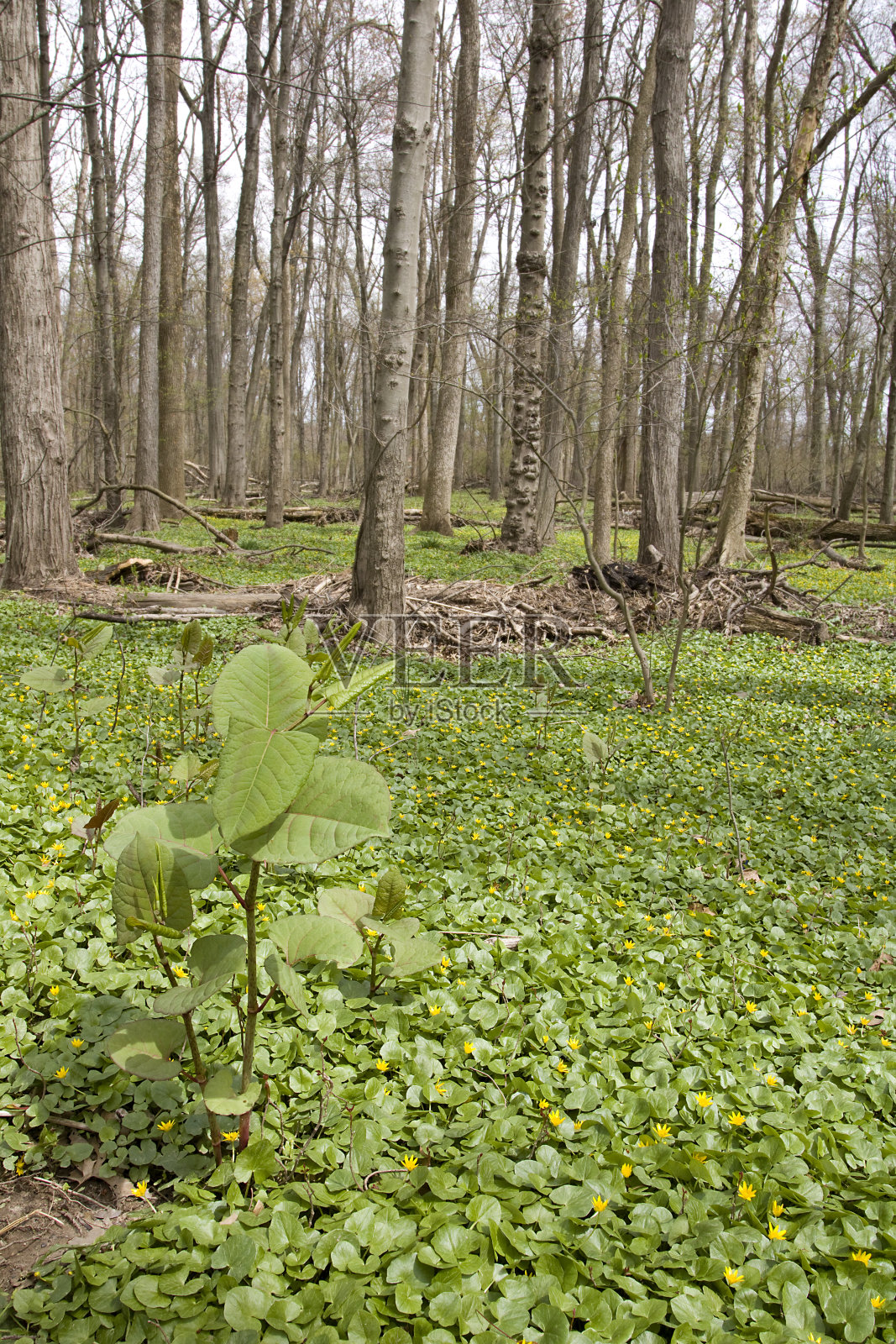 新的春天在森林里生长照片摄影图片