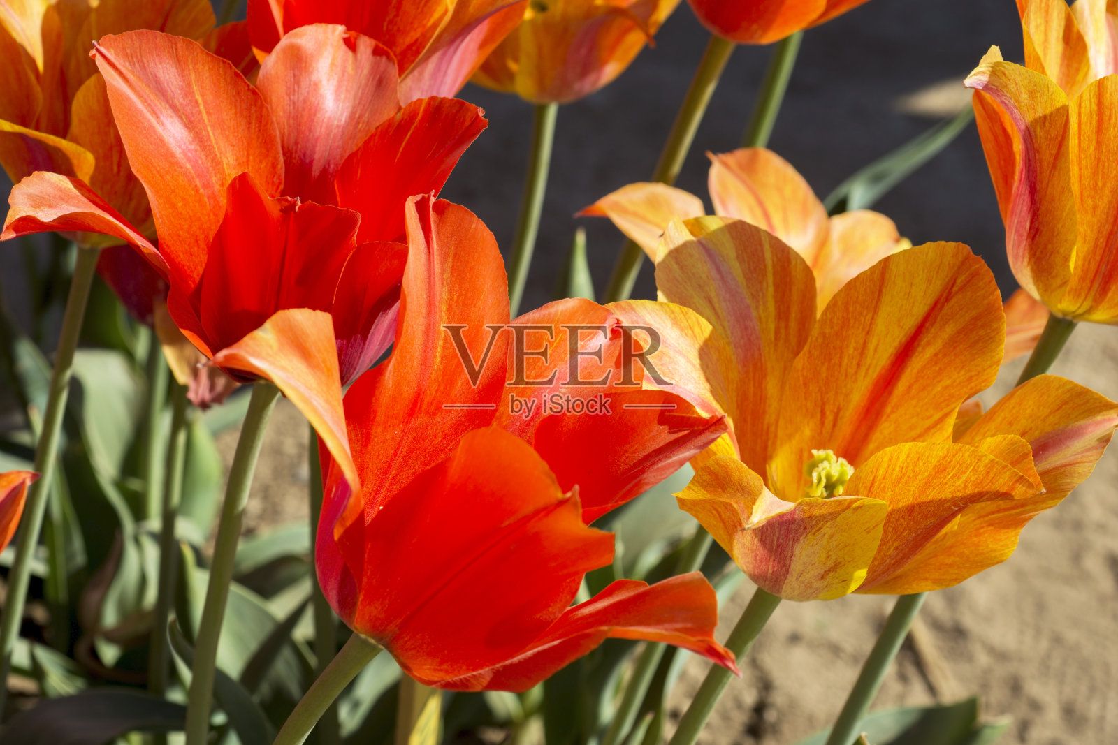 郁金香罗西照片摄影图片