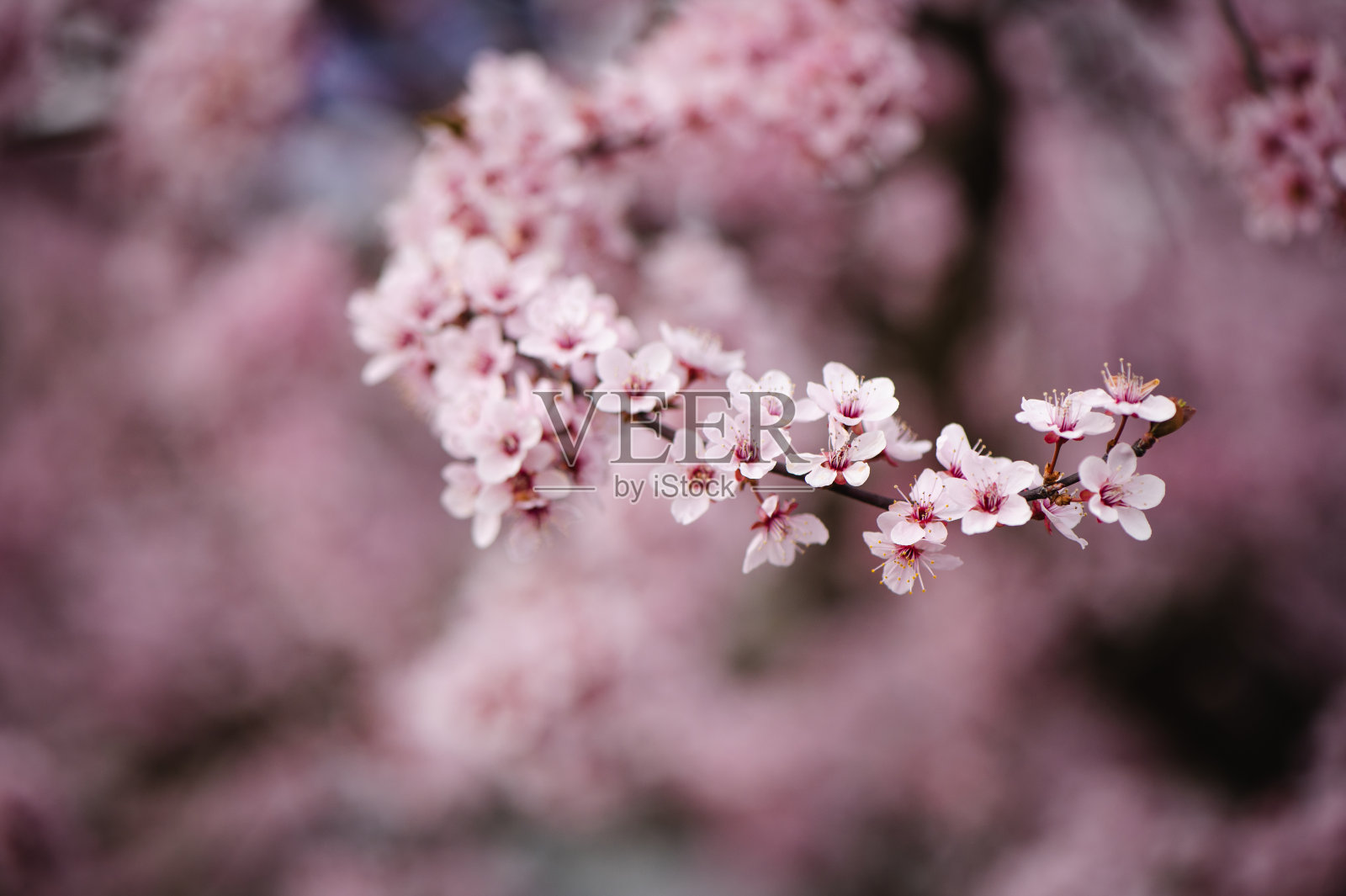 春天粉红色的花照片摄影图片