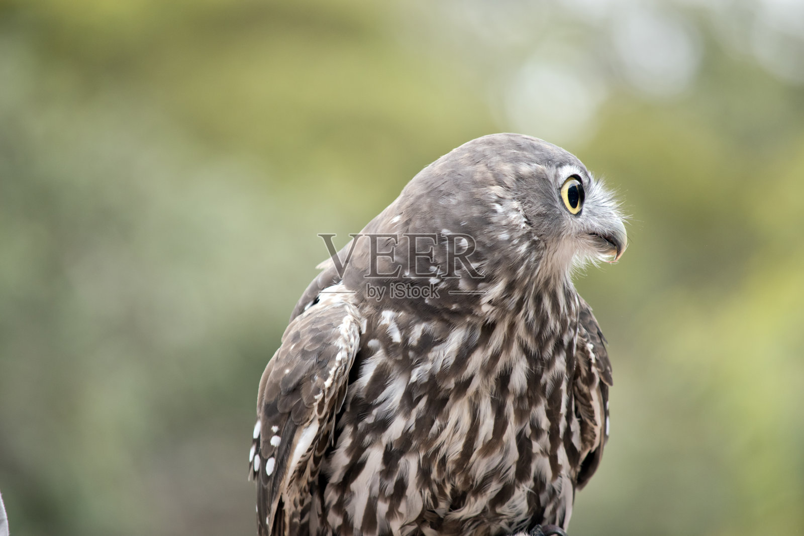 吠叫猫头鹰有黄色的眼睛和棕色和白色的羽毛照片摄影图片