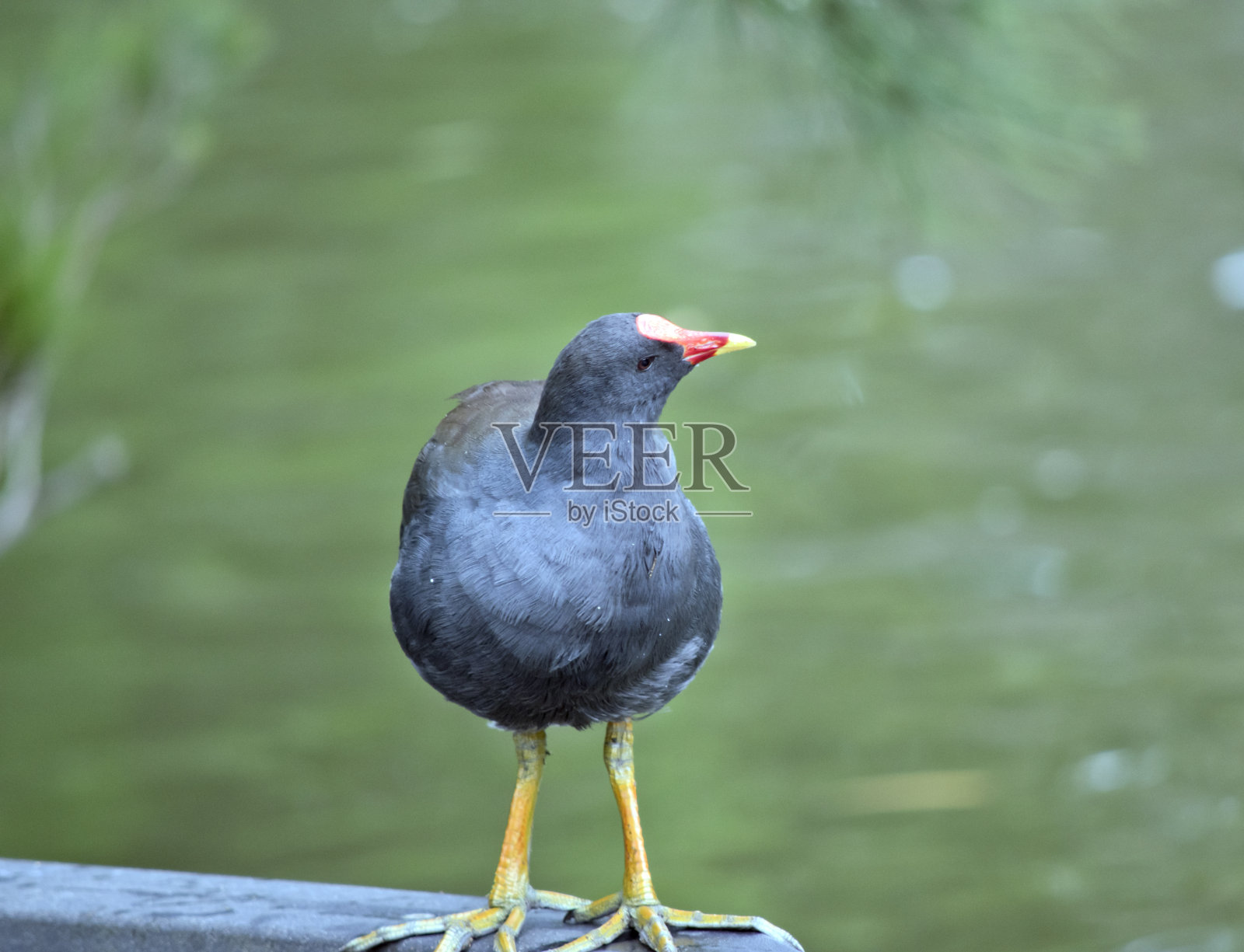 灰蒙蒙的毛色母鸡栖息在一扇门上照片摄影图片