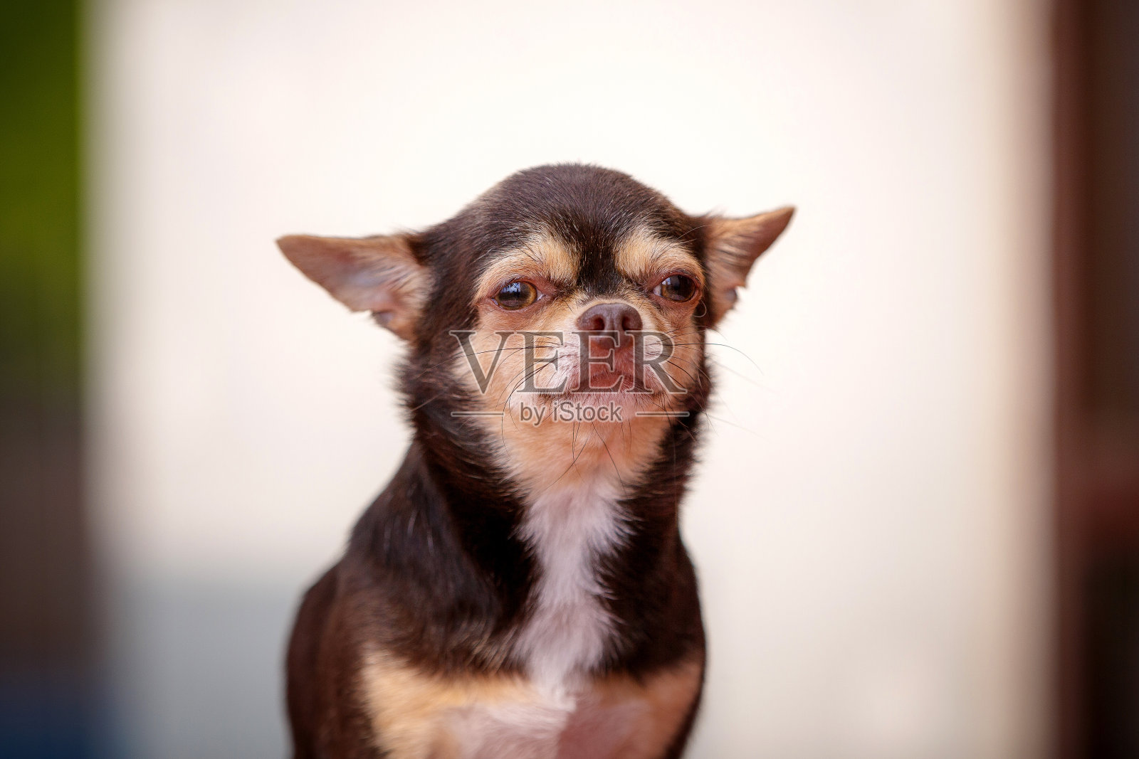 老吉娃娃狗肖像照片摄影图片