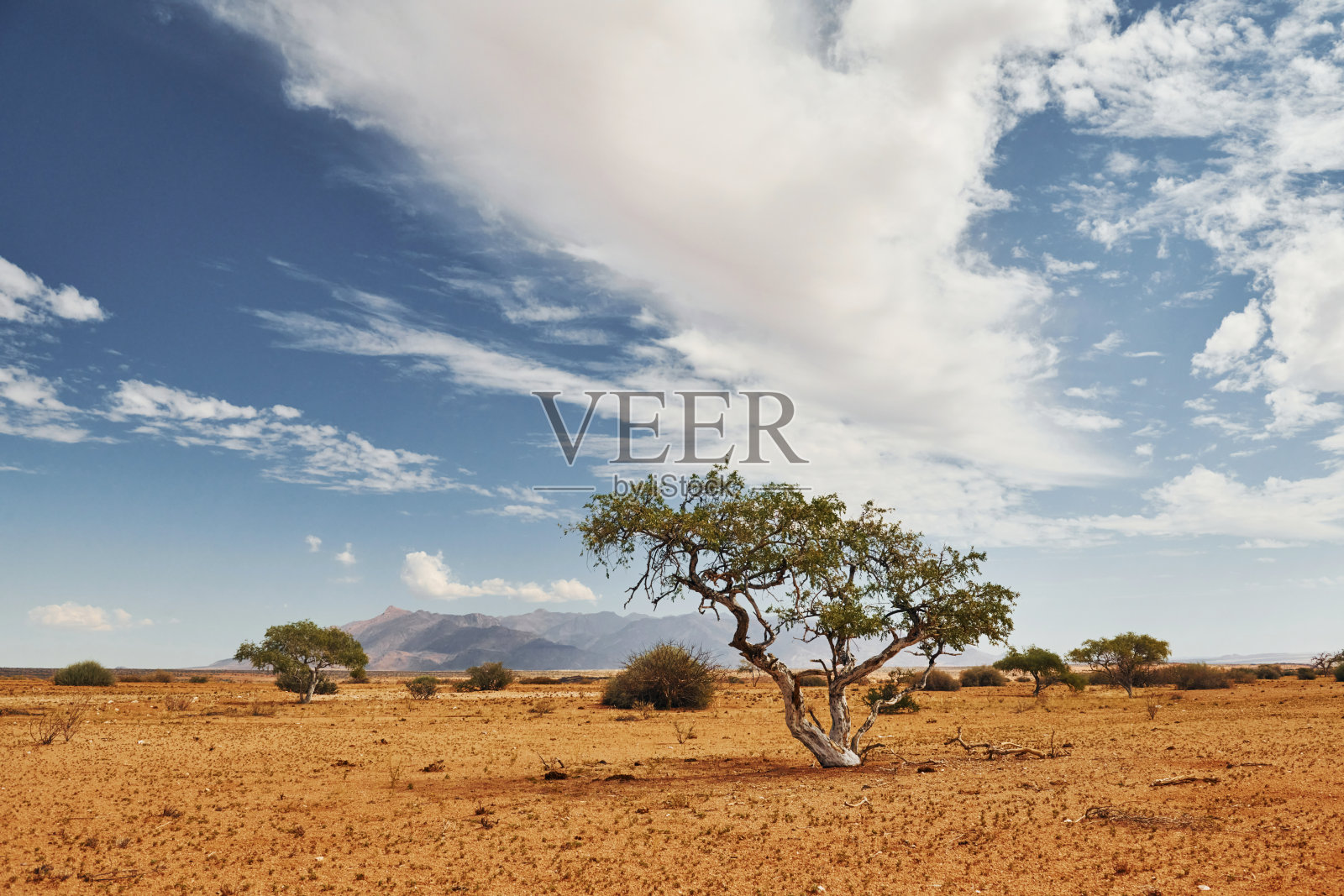 树木生长在气候极端的土地上。非洲沙漠的壮丽景色照片摄影图片