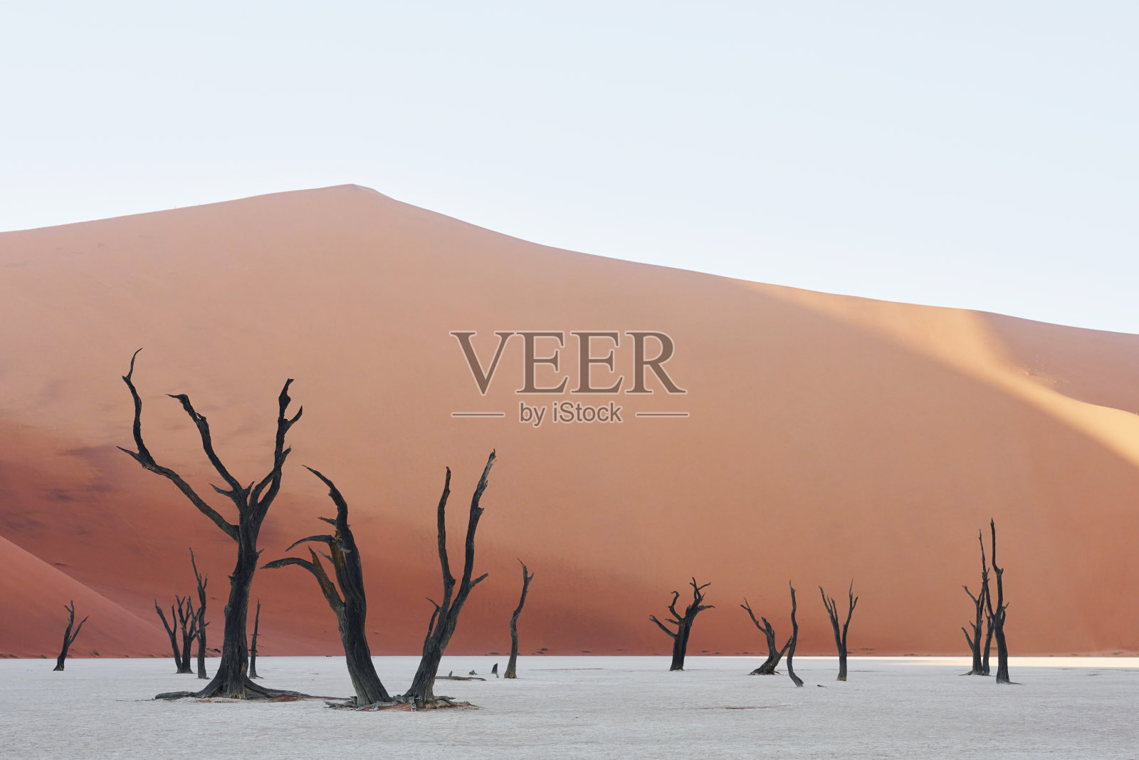 有死树的著名旅游胜地。非洲沙漠的壮丽景色照片摄影图片