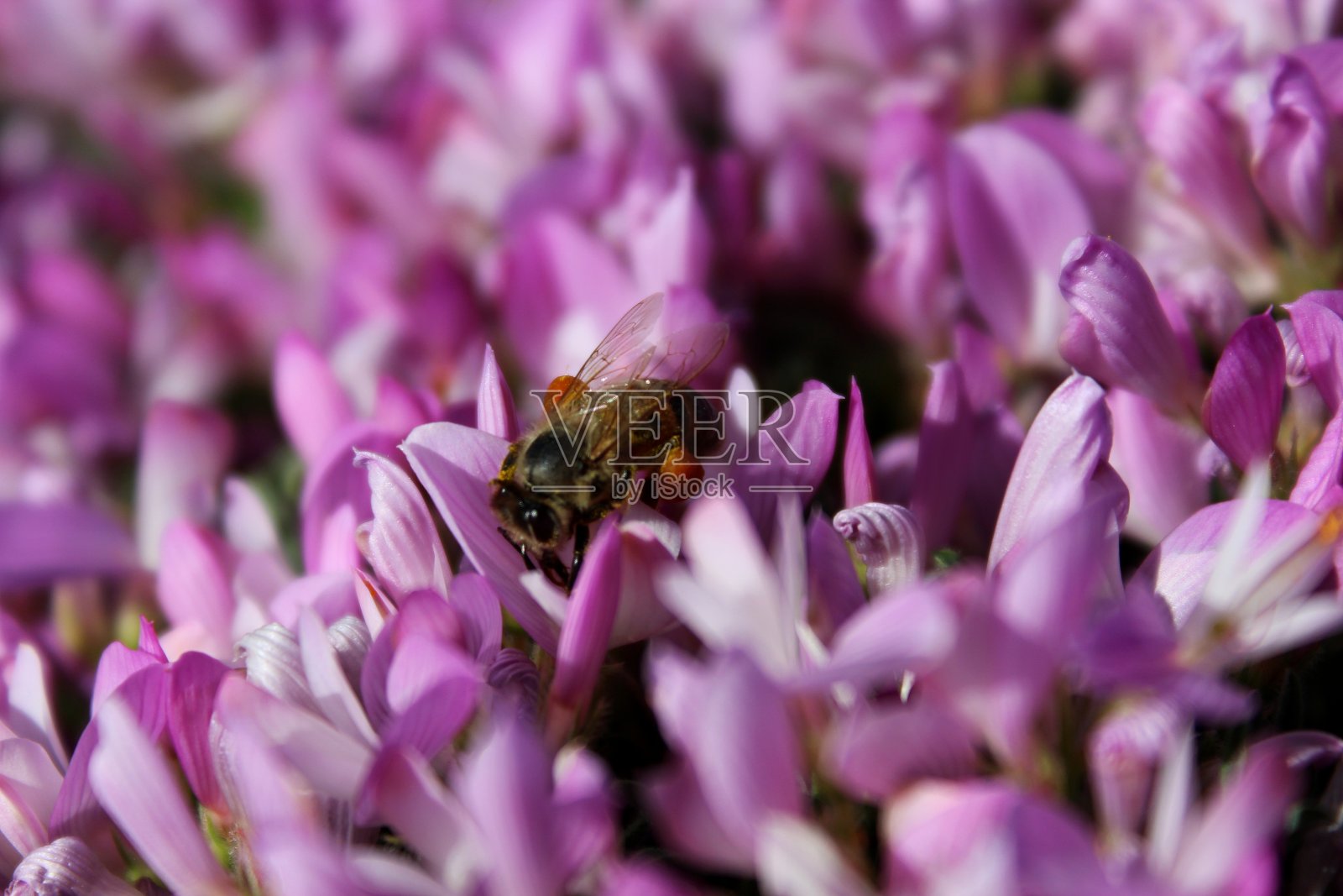 (黄芪)照片摄影图片