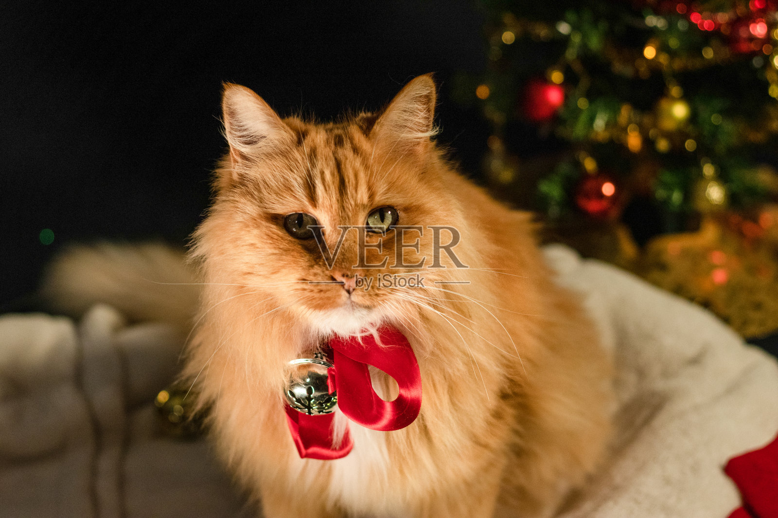 橙色的猫在圣诞会议的特写照片摄影图片