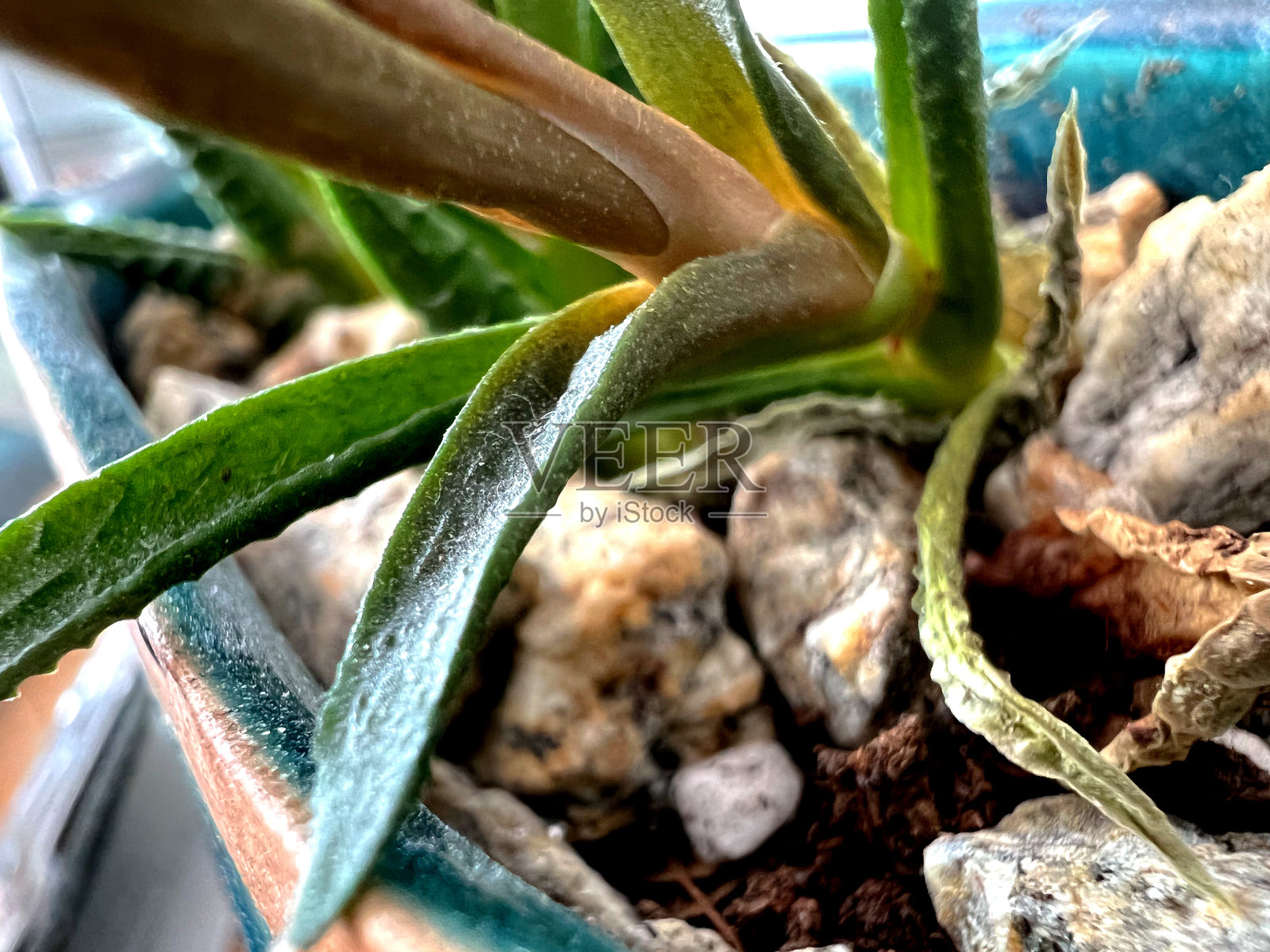 在仙人掌花盆里的闪闪发光的小石头。照片摄影图片