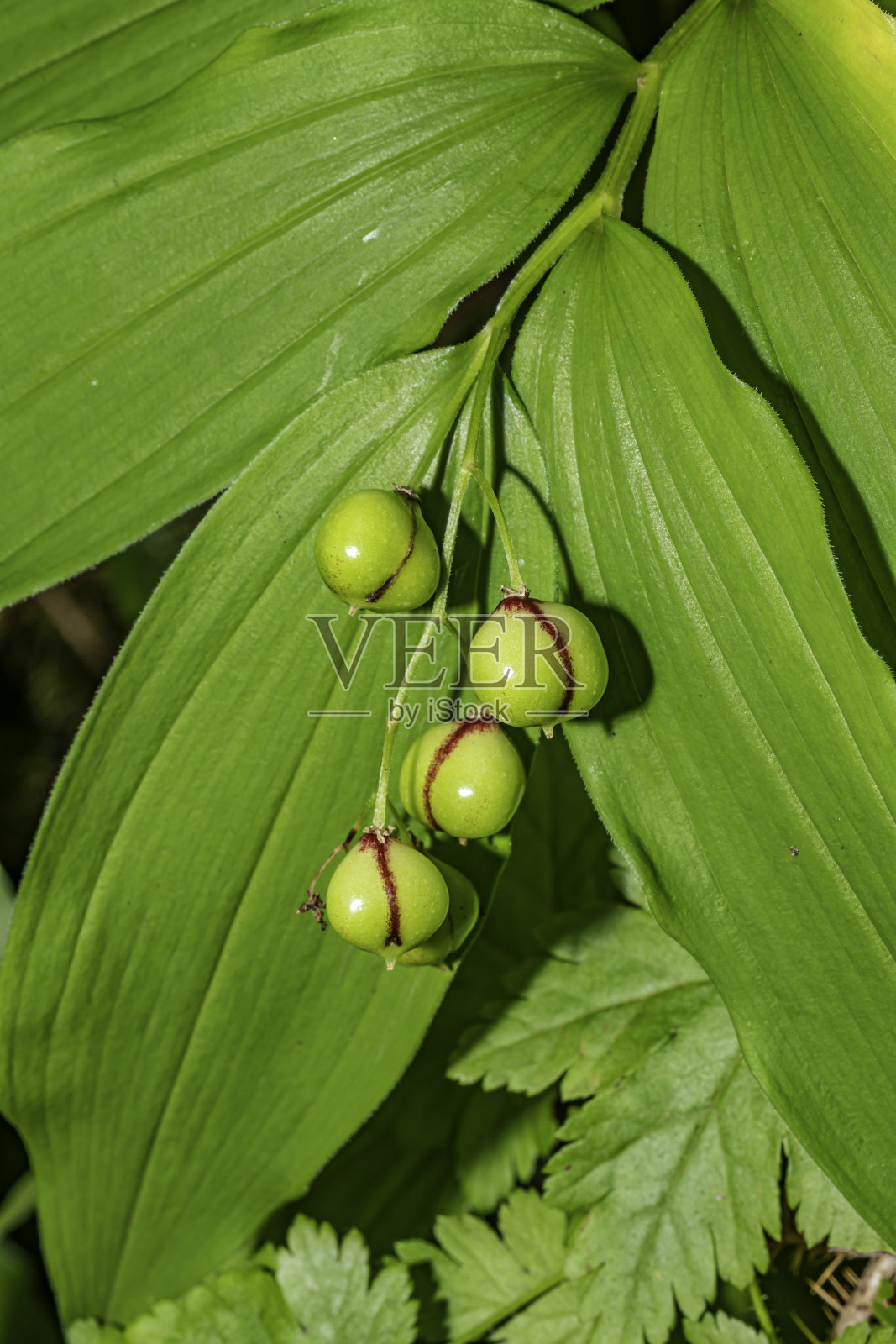 星菊，星形的，星形的，或小的假所罗门印，或简单的假所罗门印;有星星花的铃兰或铃兰;syn。Smilacina stellata。照片摄影图片