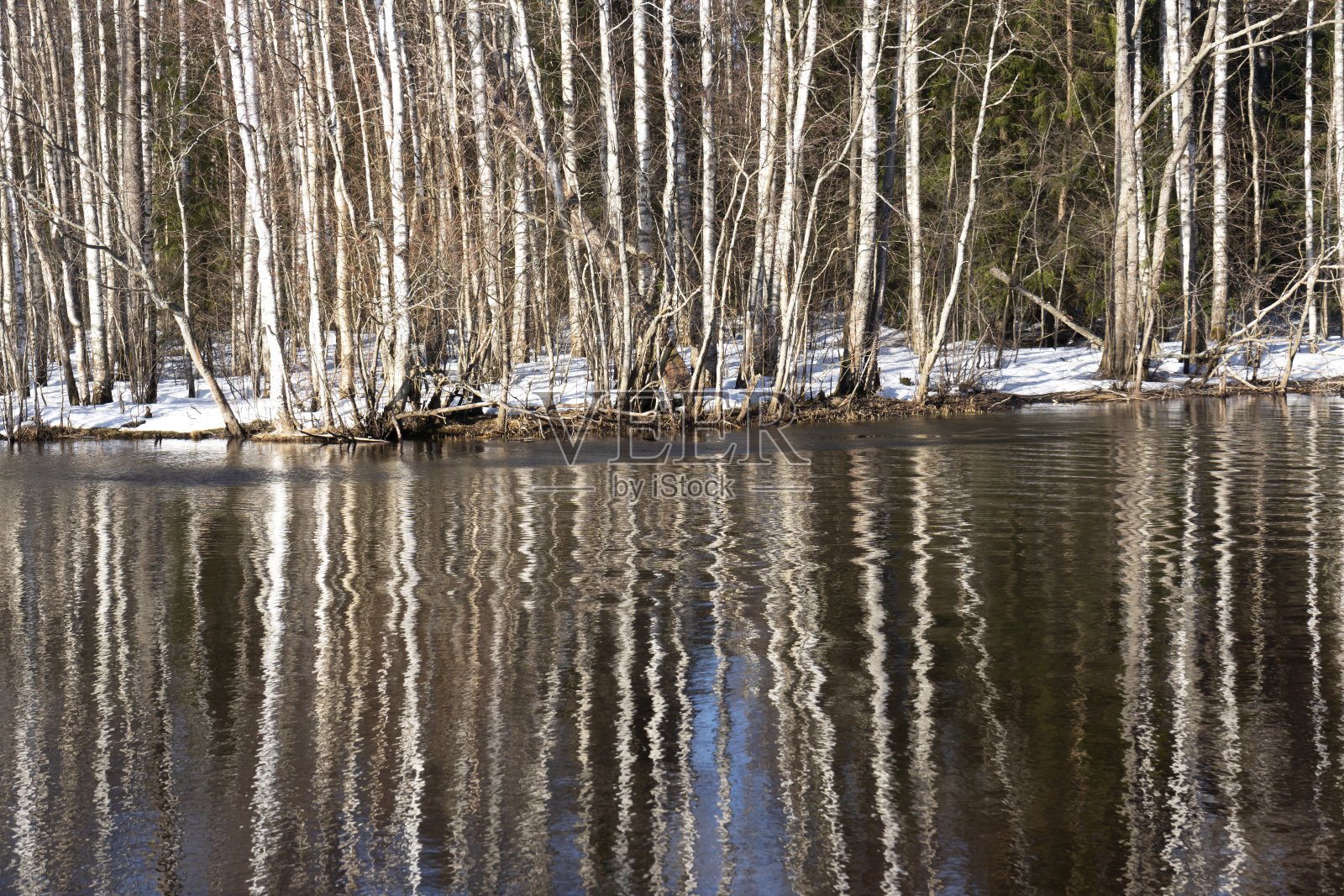 早春。树干倒映在湖水中照片摄影图片