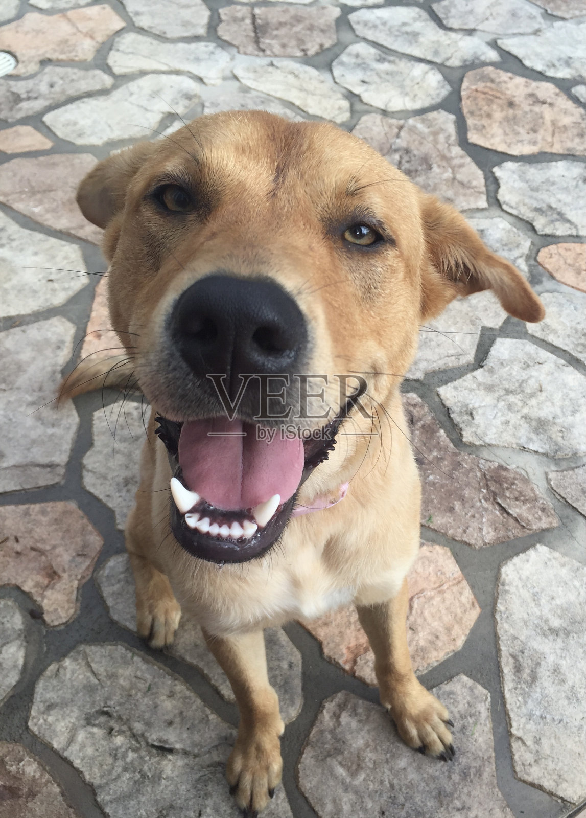 可爱的棕褐色狗在相机微笑照片摄影图片