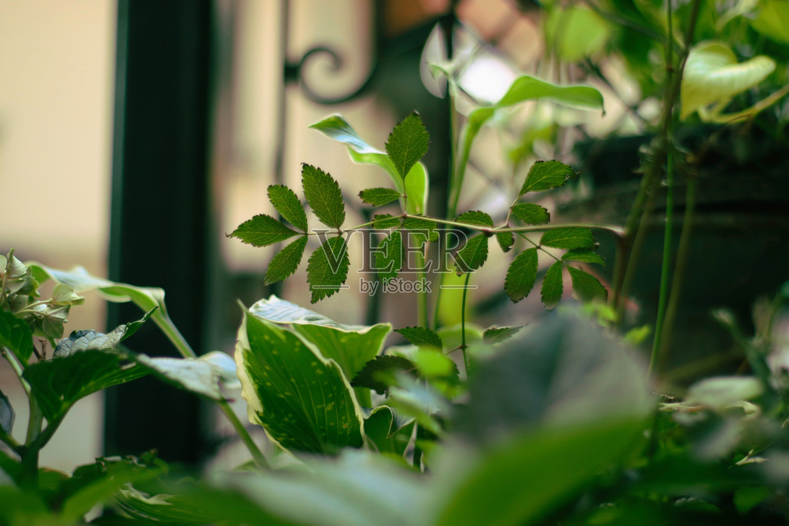 花园在一个舒适的小巷照片摄影图片