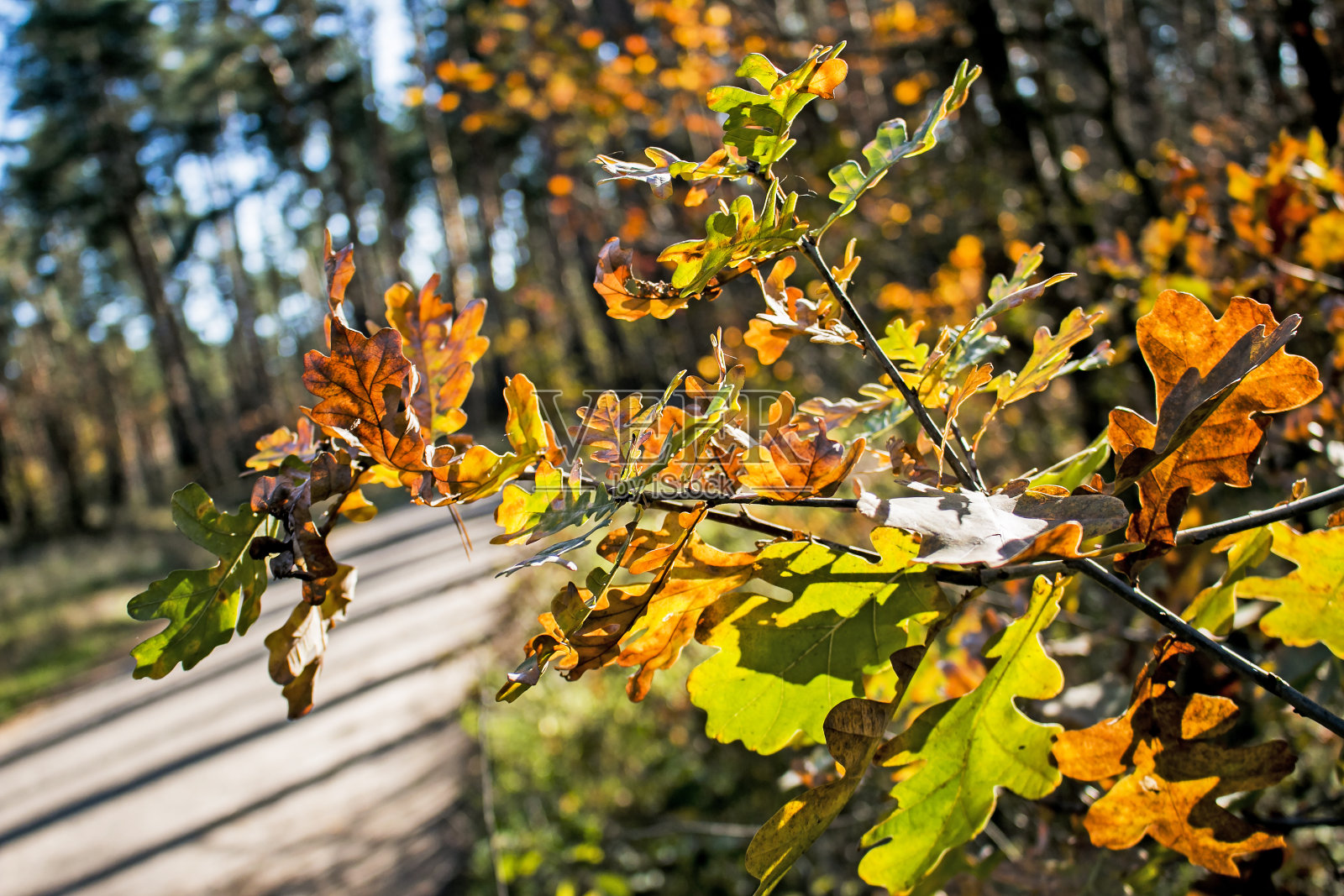 模糊的背景上的黄色橡树叶。秋天的背景。照片摄影图片