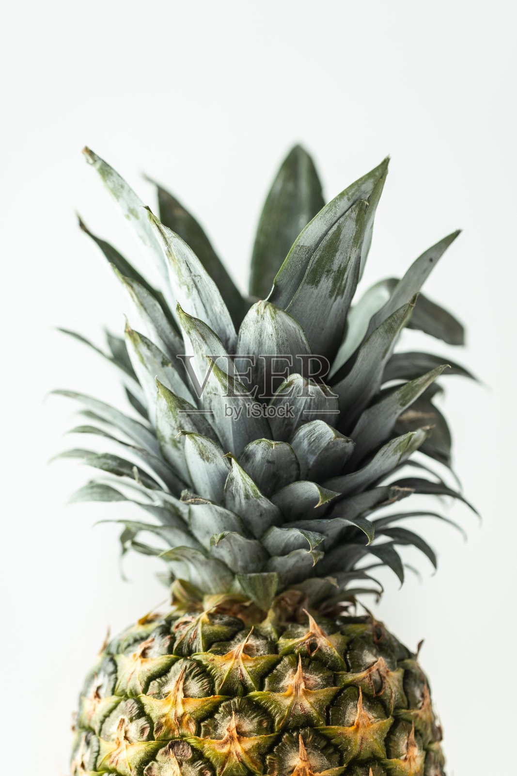 夏季的背景与热带的感觉照片摄影图片