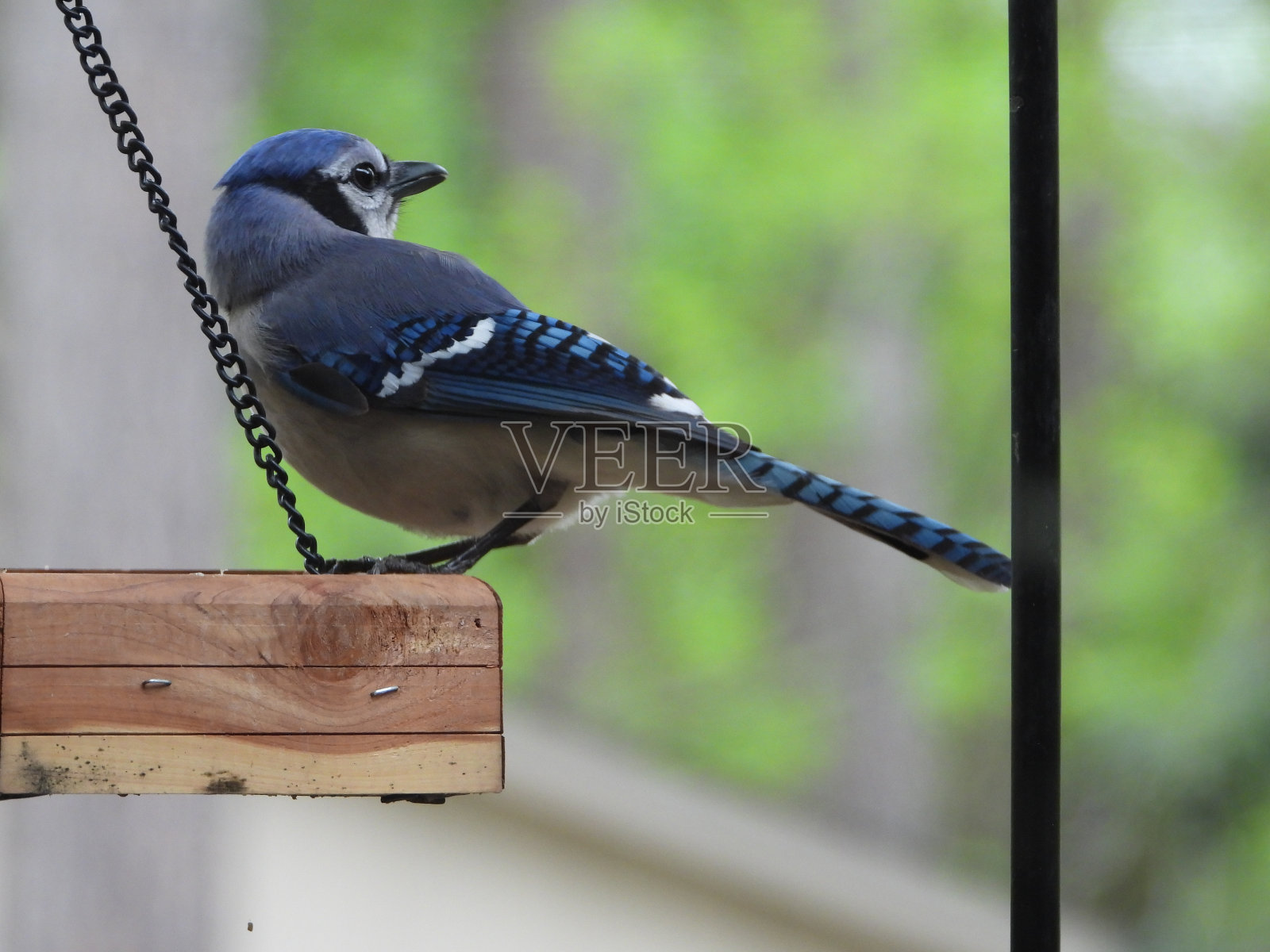 蓝鸦守卫着喂食器照片摄影图片