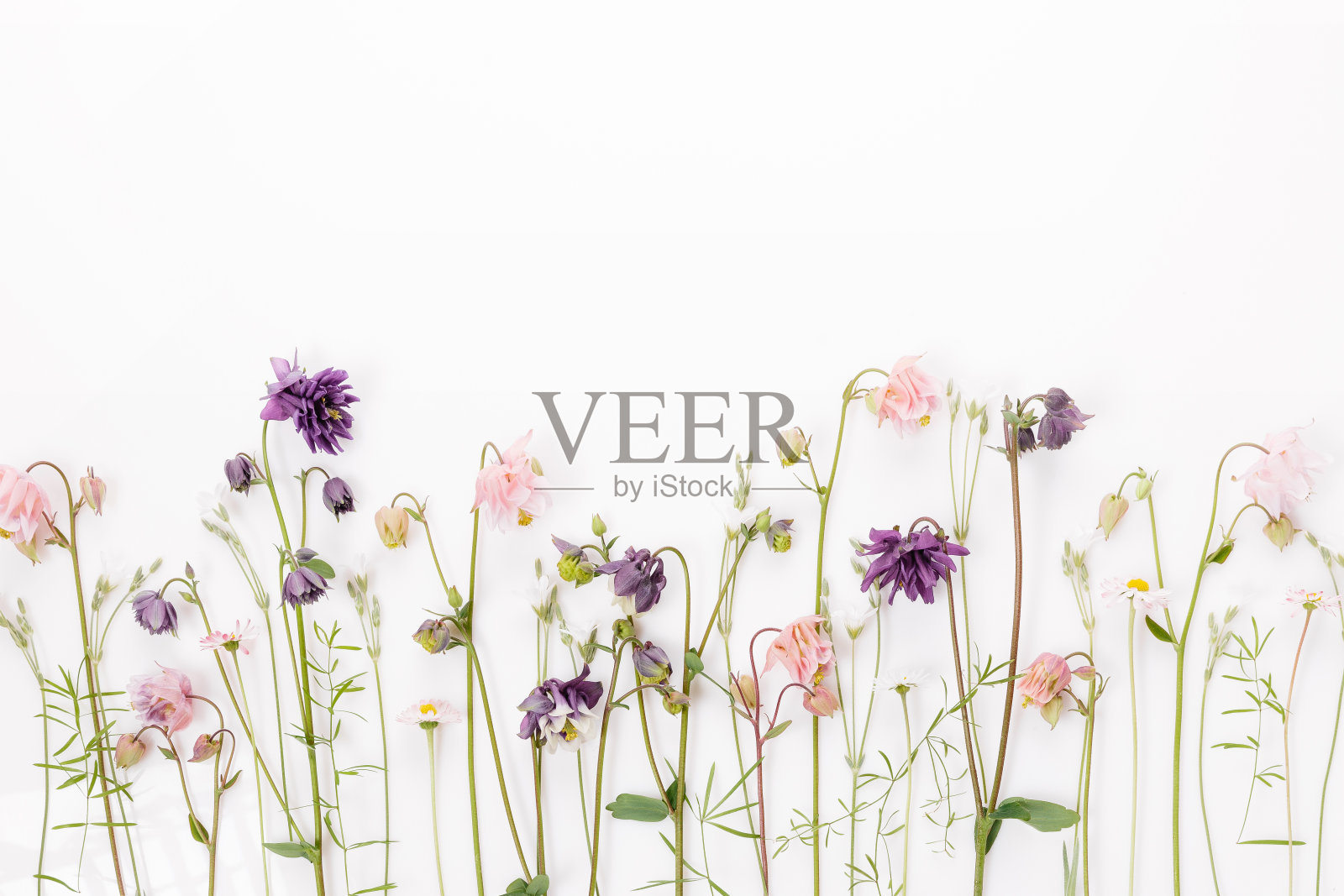 花卉图案与野花，绿色的叶子，白色的背景上的树枝。照片摄影图片