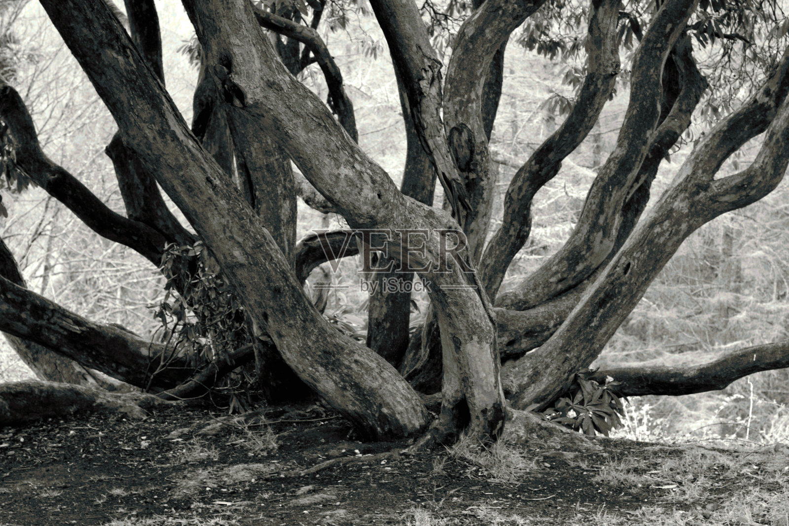 扭曲杜鹃花枝，抽象照片摄影图片