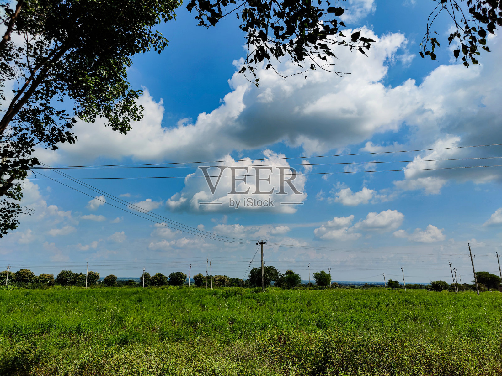 生长着农作物和植物的农田图片照片摄影图片