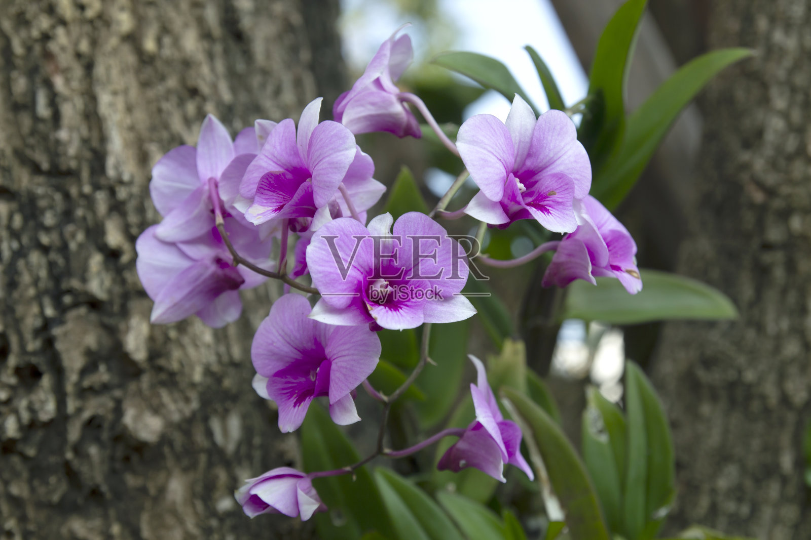 美丽的蓝色兰花在绿色的花园里照片摄影图片