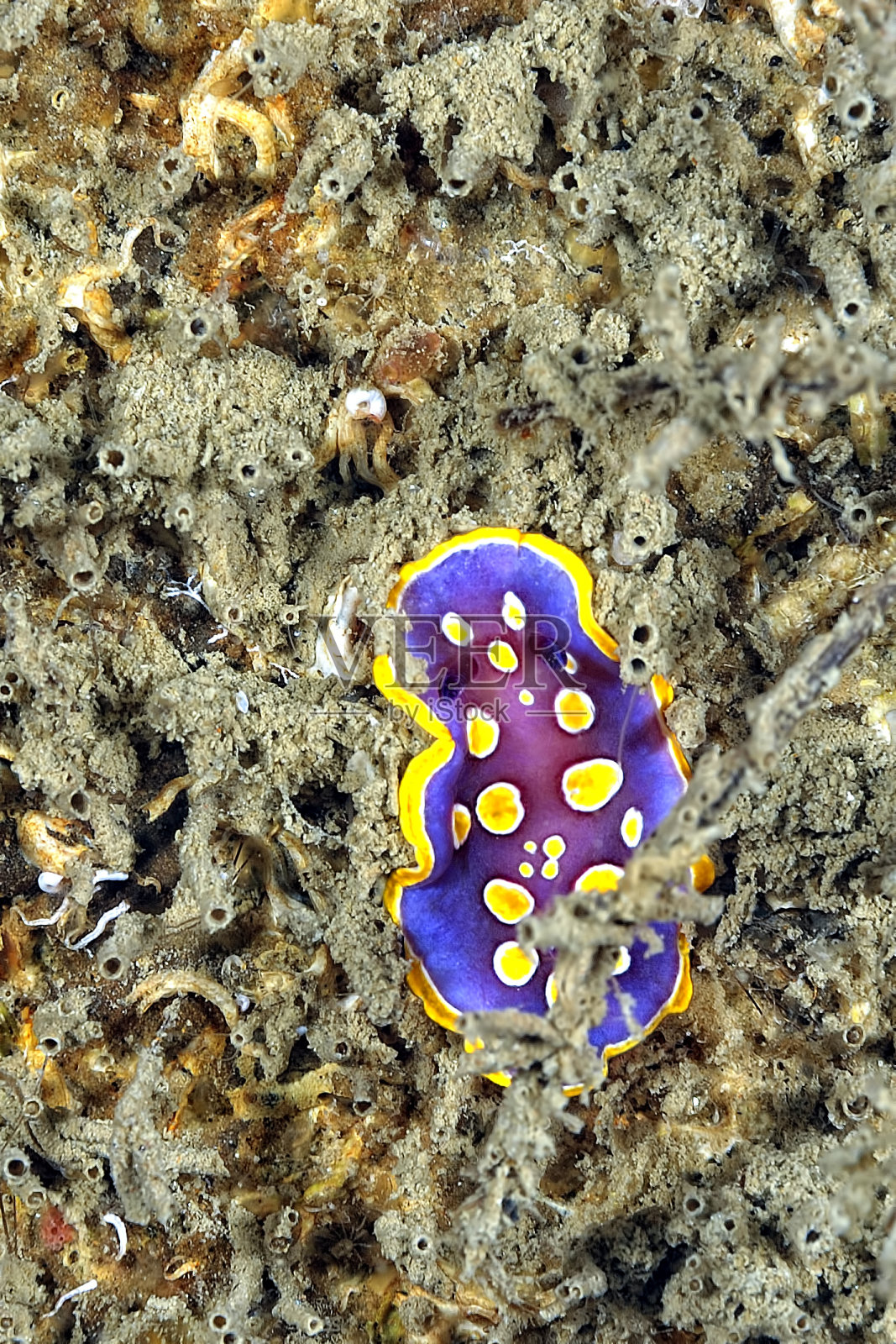 裸枝的美丽颜色照片摄影图片