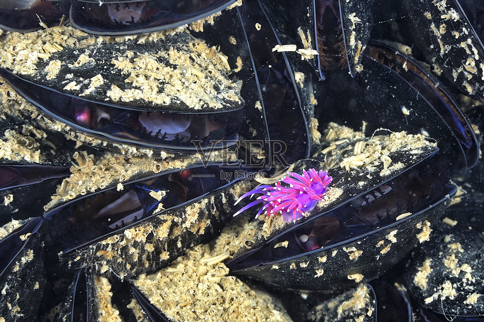 裸枝的美丽颜色照片摄影图片