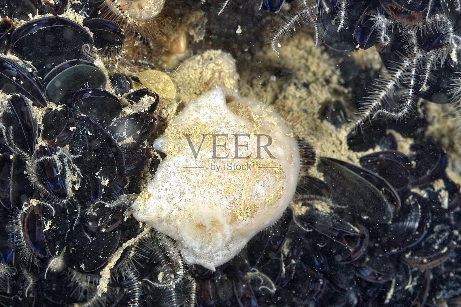 裸枝的美丽颜色照片摄影图片