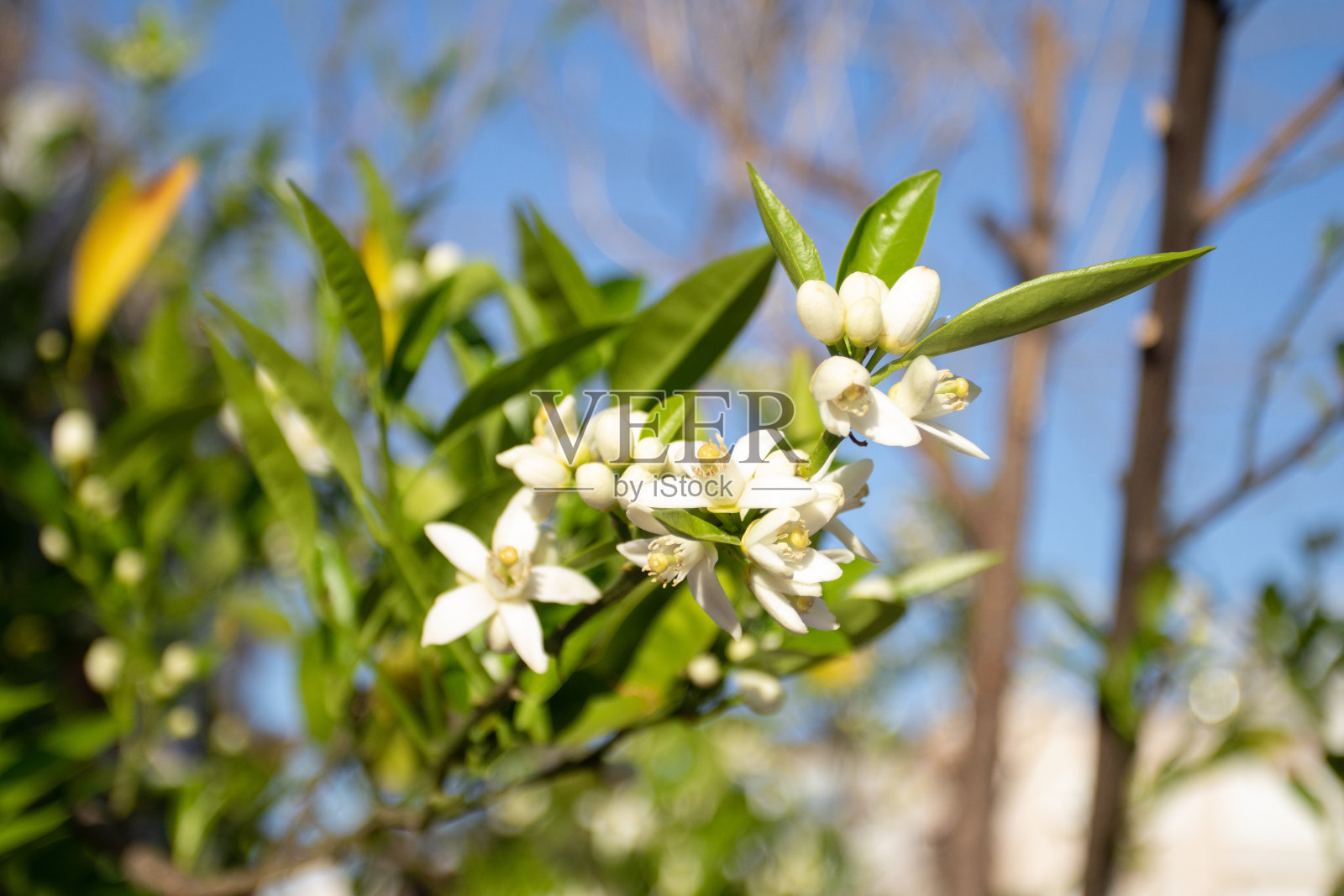 一束柠檬花在树上。照片摄影图片