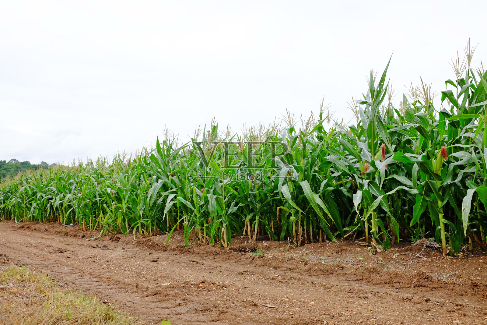 通往山上的乡间小路。绿色的玉米地和甘蔗地。照片摄影图片