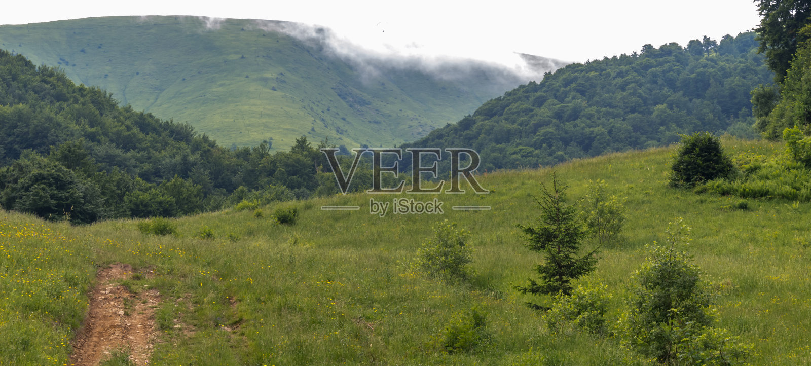 森林照片摄影图片