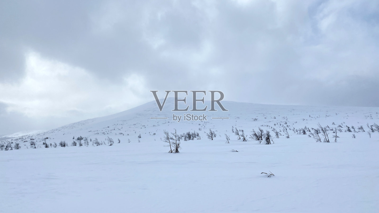 白雪覆盖的山丘、田野和山脉。孤独的冷杉树矗立在白雪皑皑的沙漠中。照片摄影图片