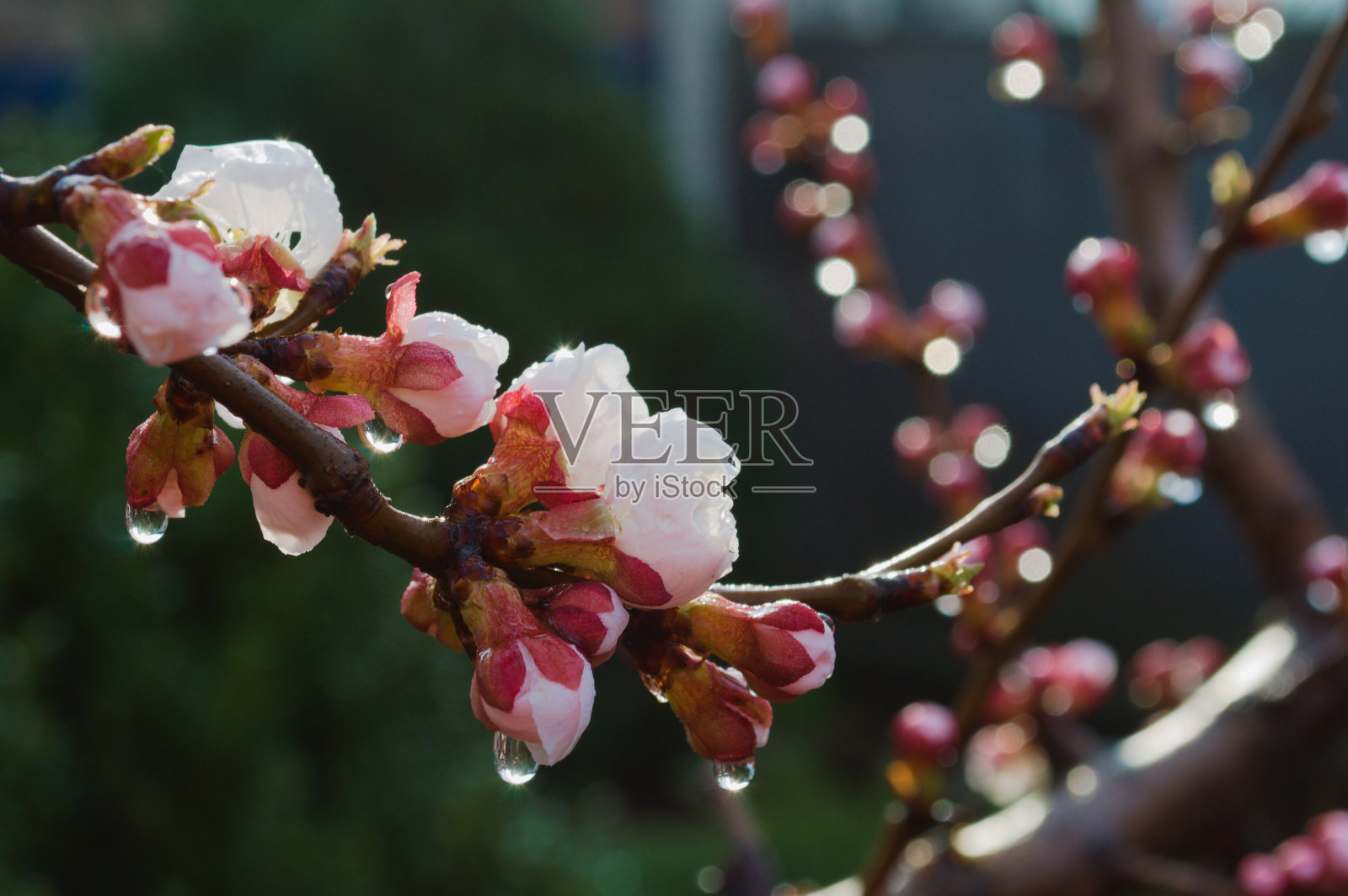 杏开花。照片摄影图片