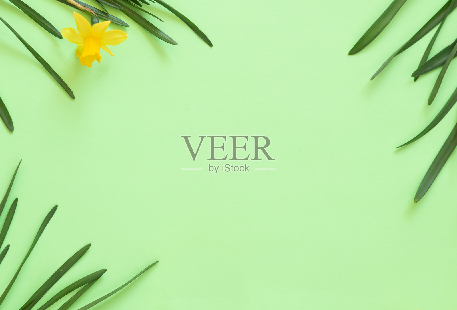 春天的黄水仙花。照片摄影图片