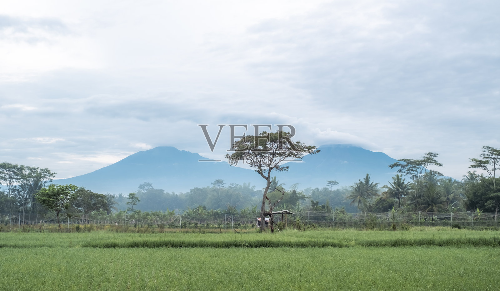 稻田的早晨照片摄影图片