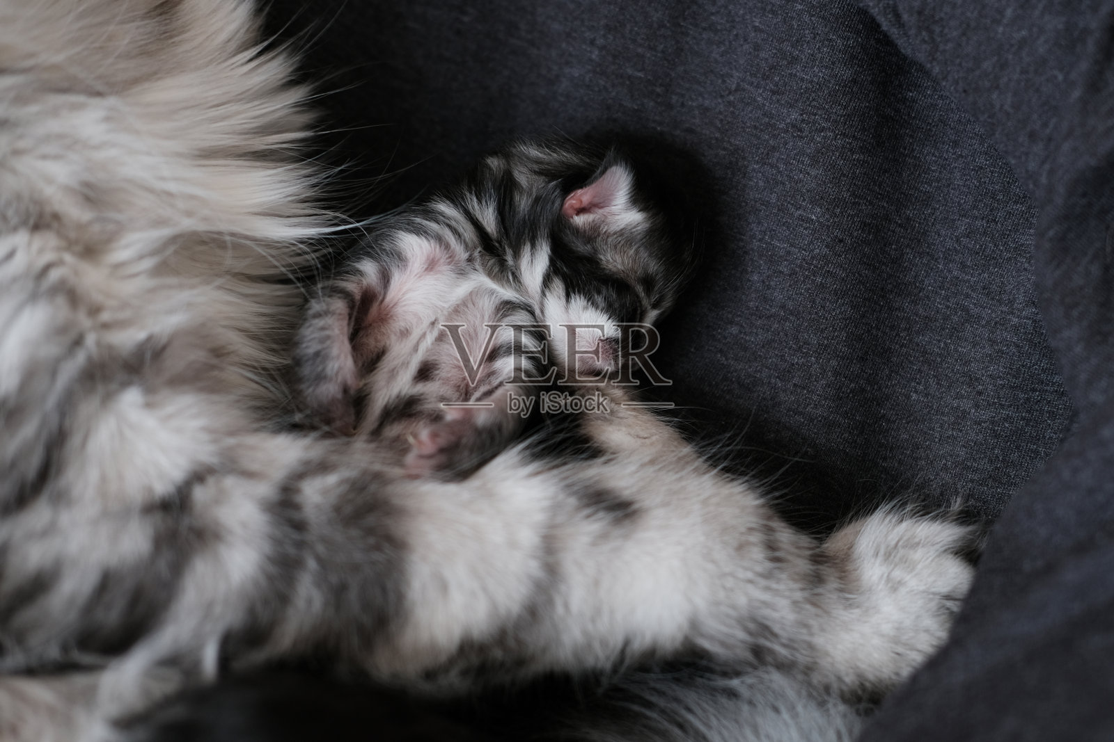 美丽的新生缅因小猫闭着眼睛。照片摄影图片