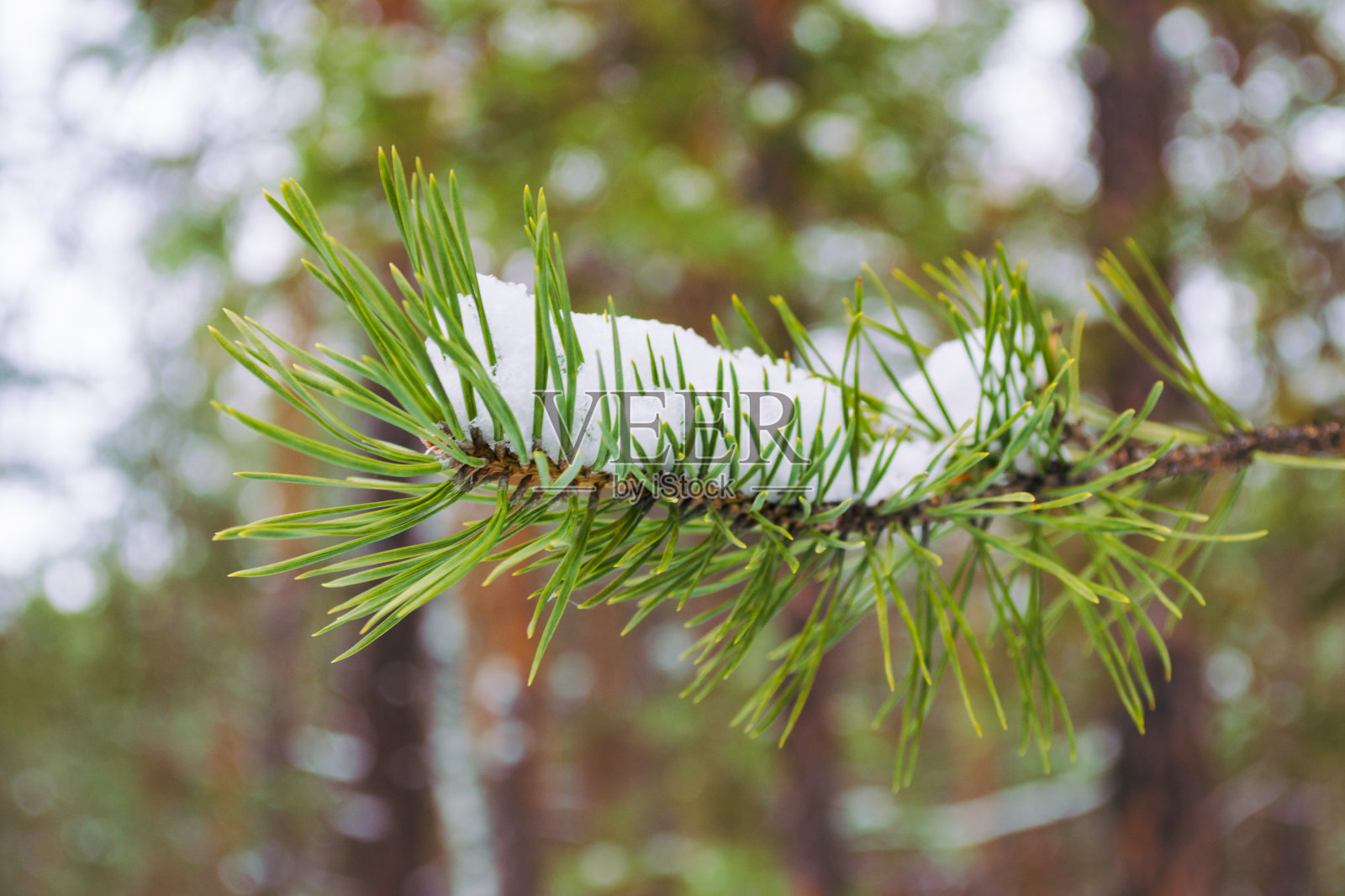 冬天的森林里，一根松枝上的绿针叶照片摄影图片