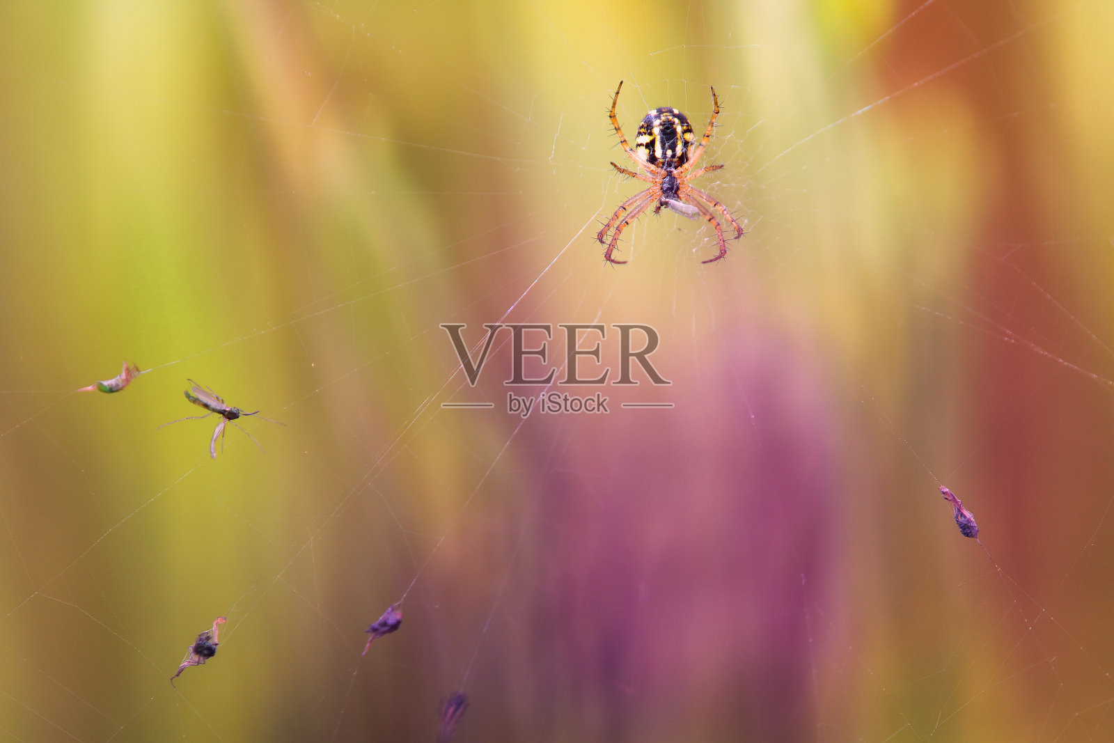 漂亮的死亡陷阱照片摄影图片