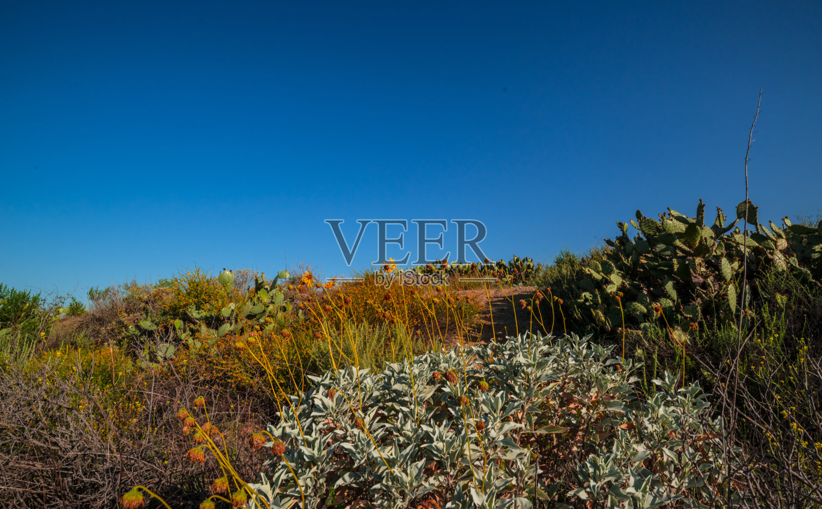 春天的声音。照片摄影图片