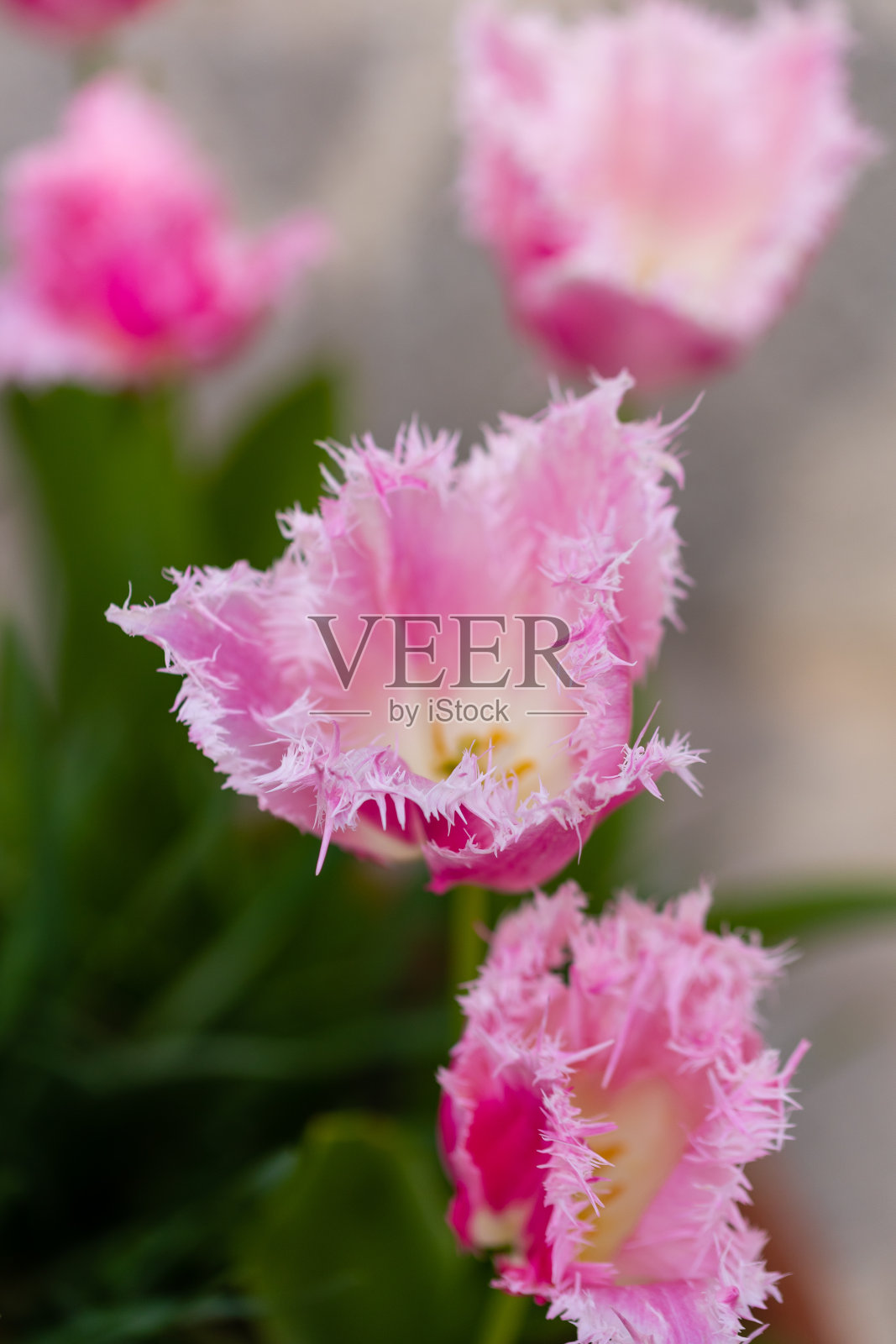 Tulipa Huis ten bosch花生长在马德里的一个花园照片摄影图片